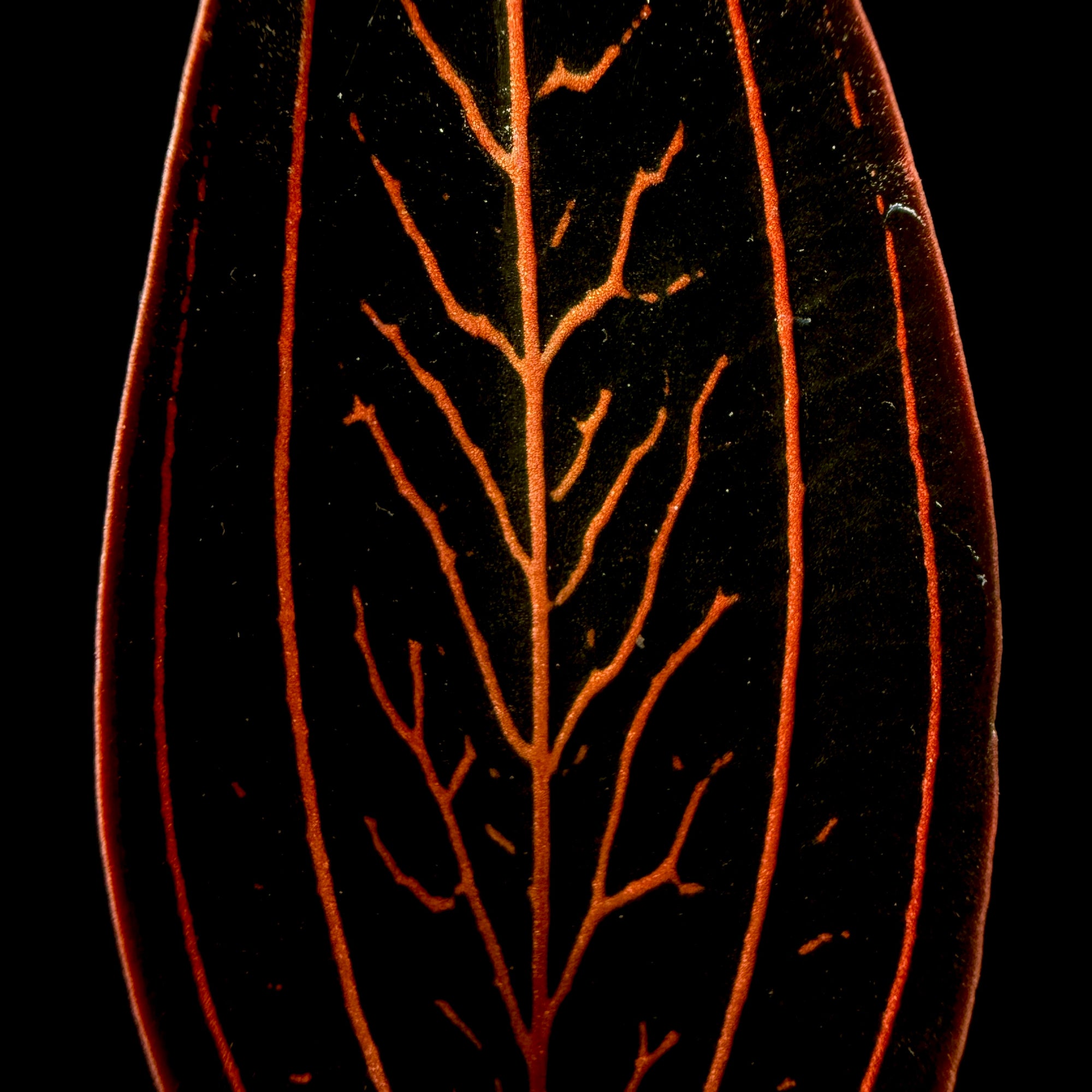 Ludisia discolor 'Spiderman'