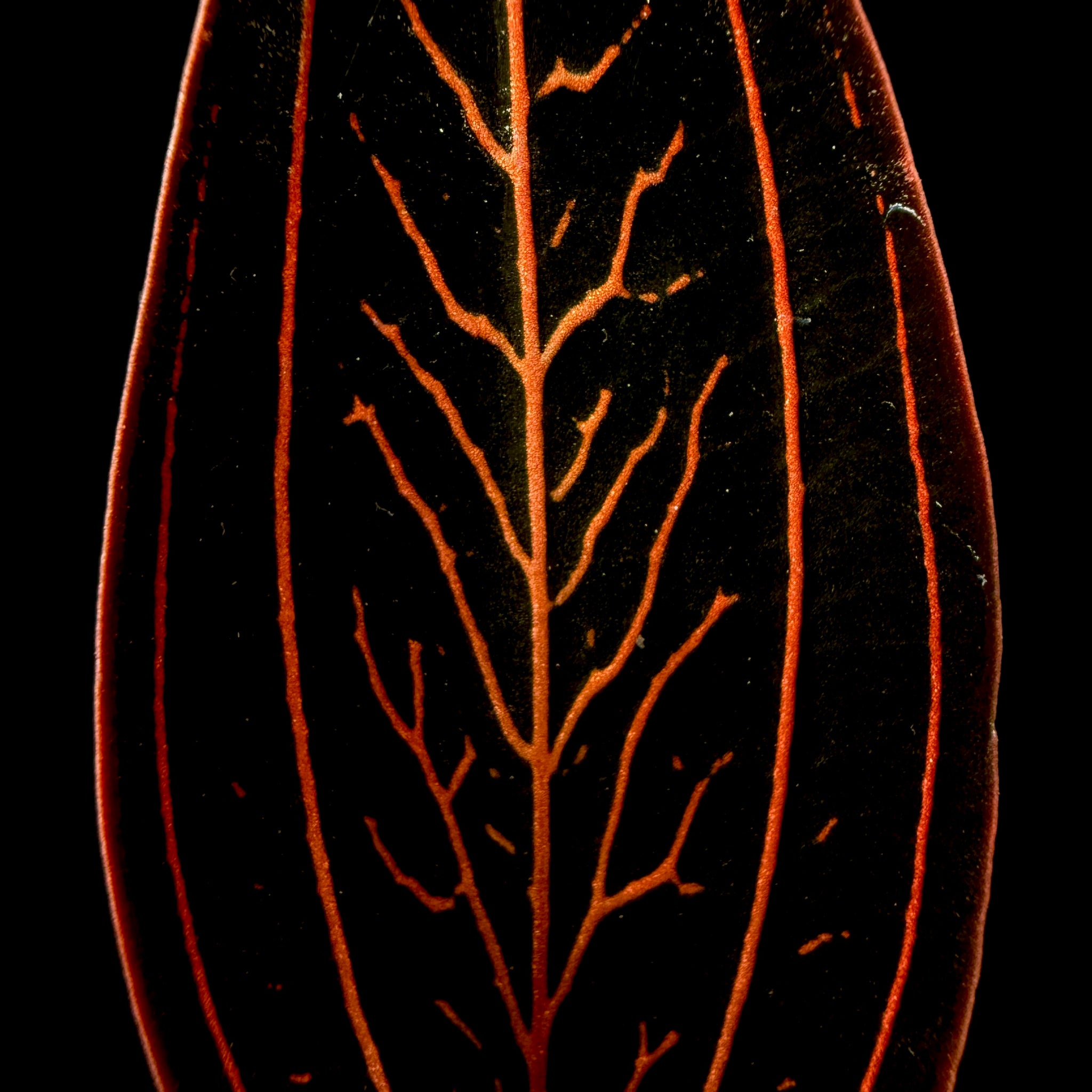 Ludisia discolor 'Spiderman'