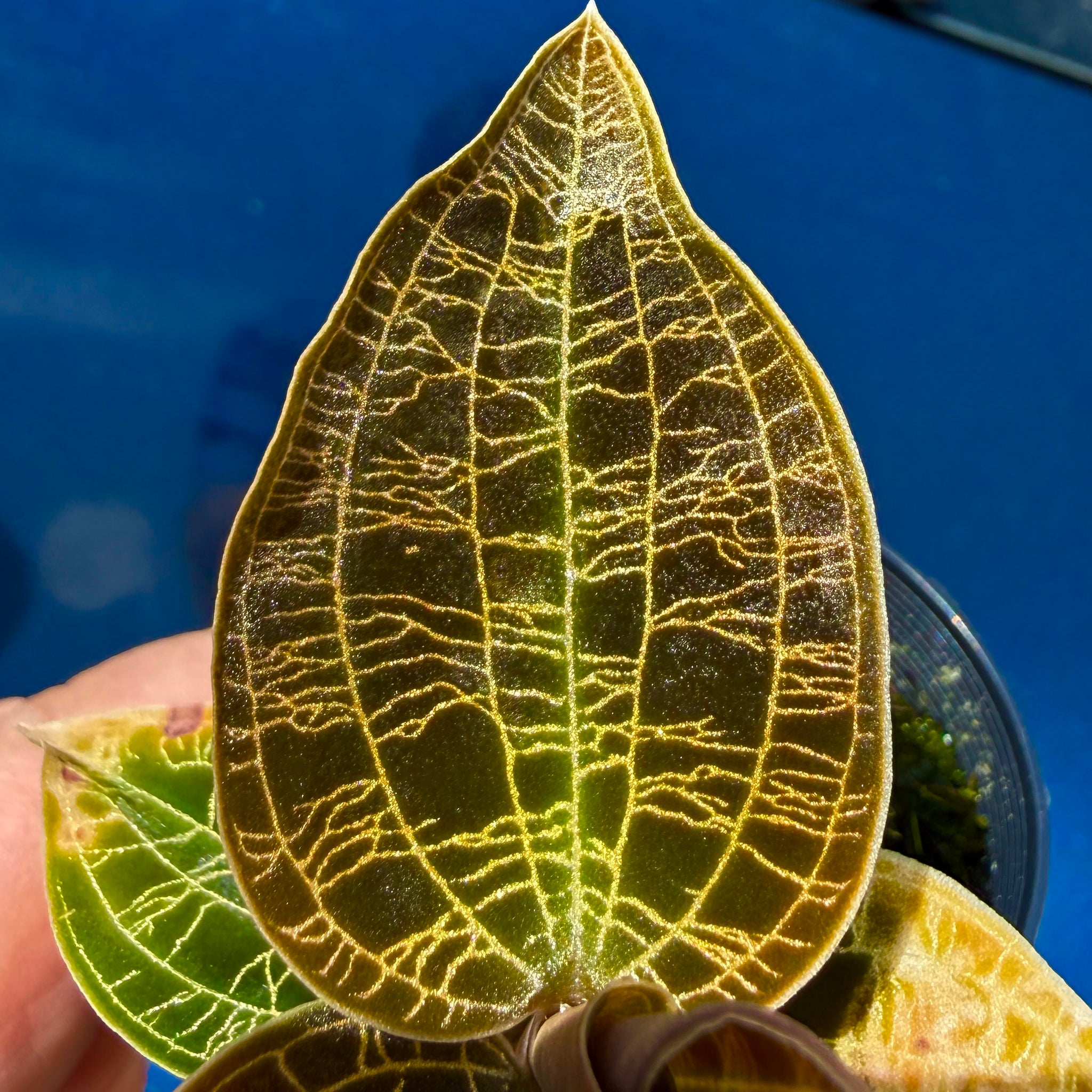 Macodes petola ‘Dark Form’ | Jewel Orchid – Collectors Online