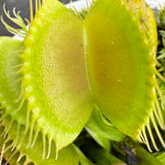 Dionaea muscipula 'Winter Green' - Venus Fly Trap