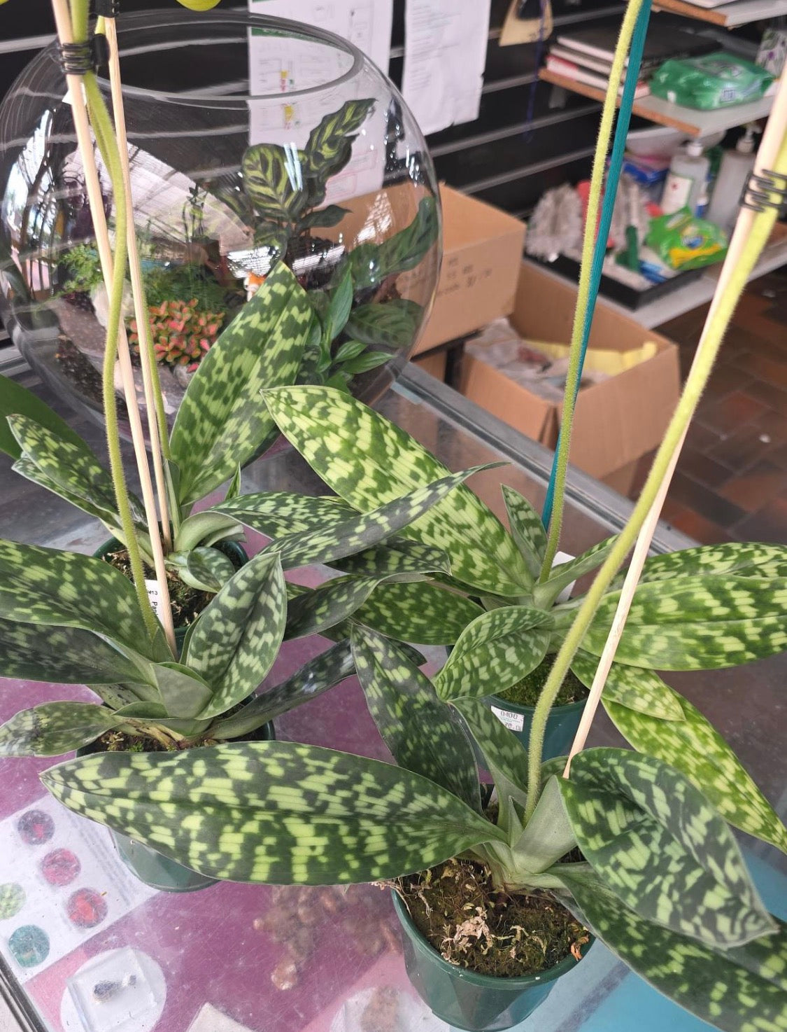 Paphiopedilum Hsinying Citron 'Account'