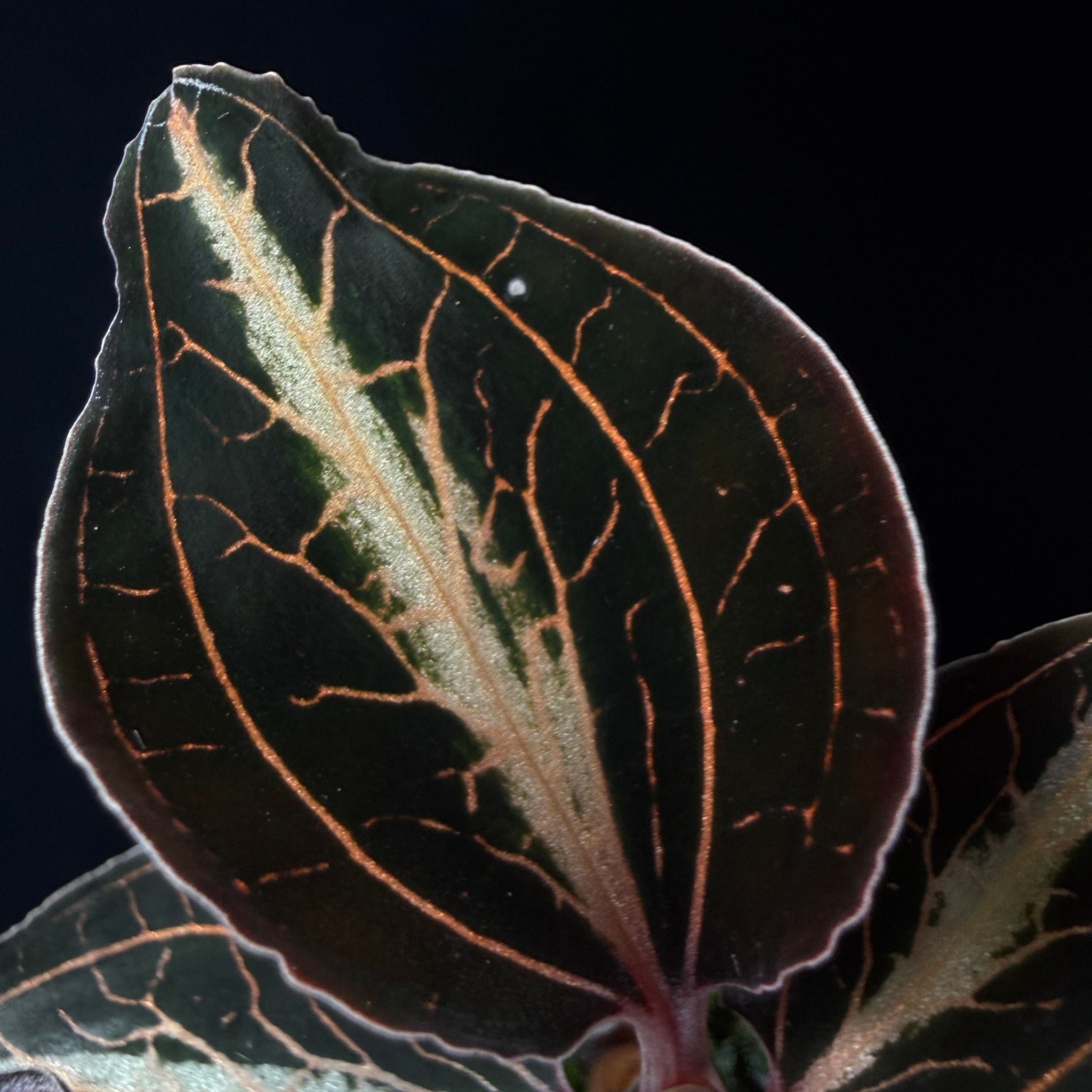 Anoectochilus lylei 'Brown'