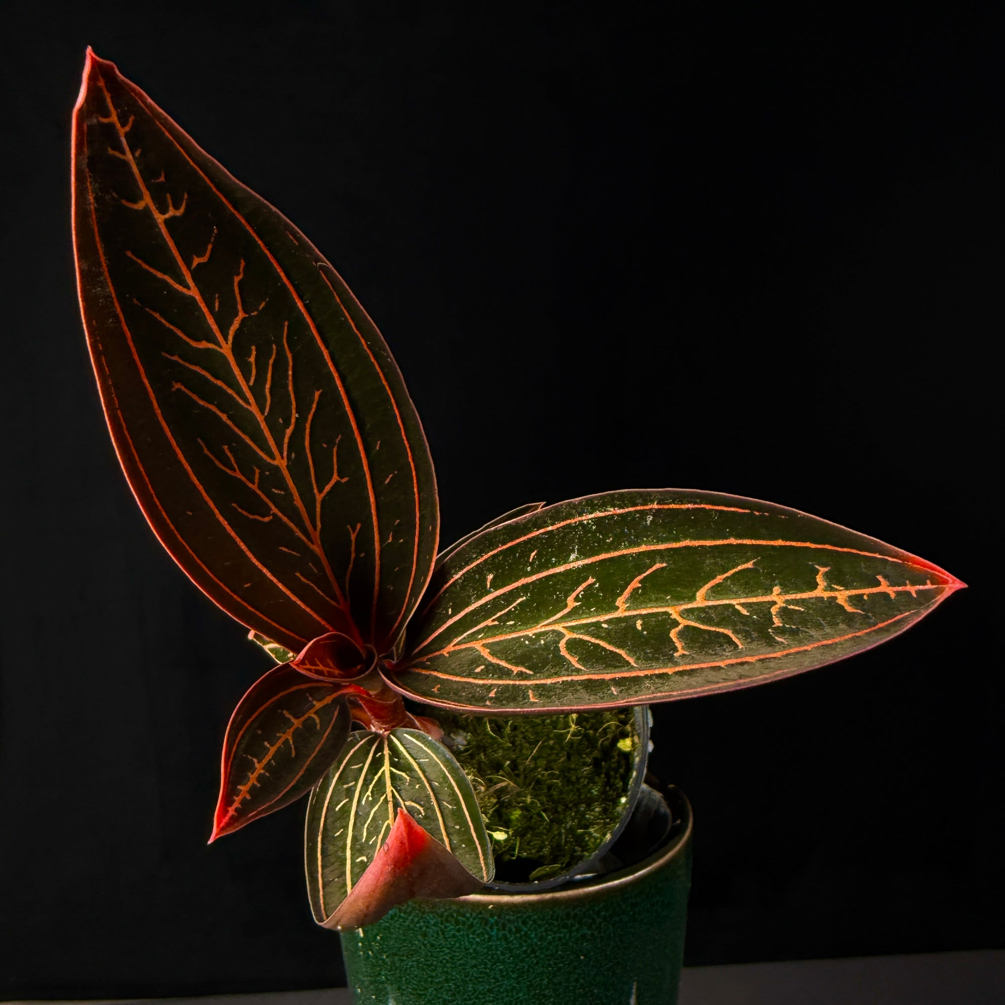 Ludisia discolor 'Spiderman'