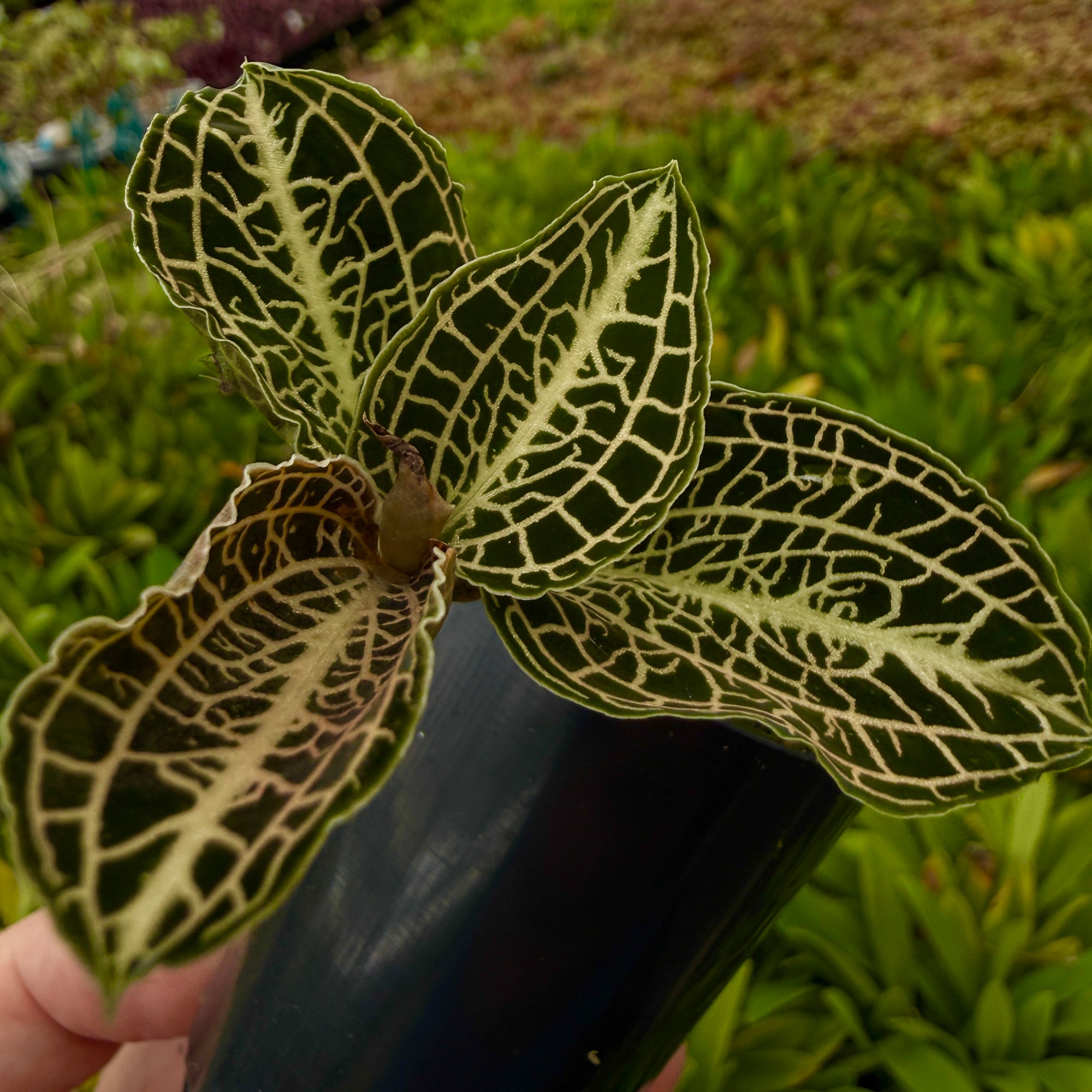 Anoectochilus hybrid 'Emerald Gold'