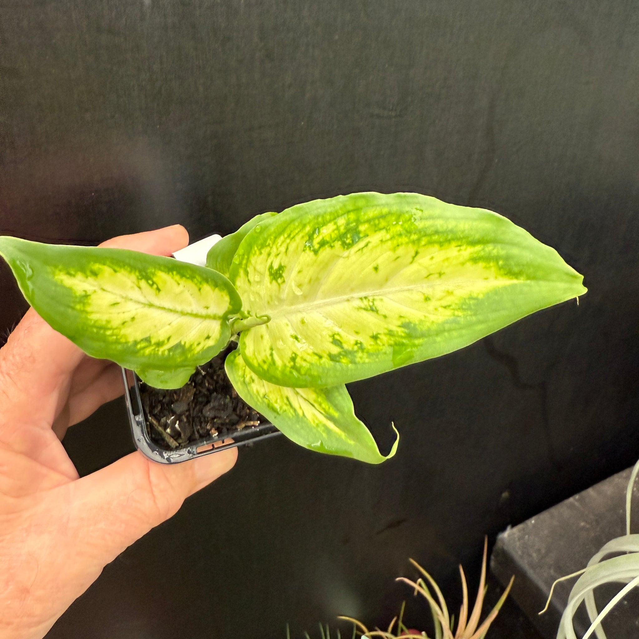 Dieffenbachia seguine 'Tropic Marianne'