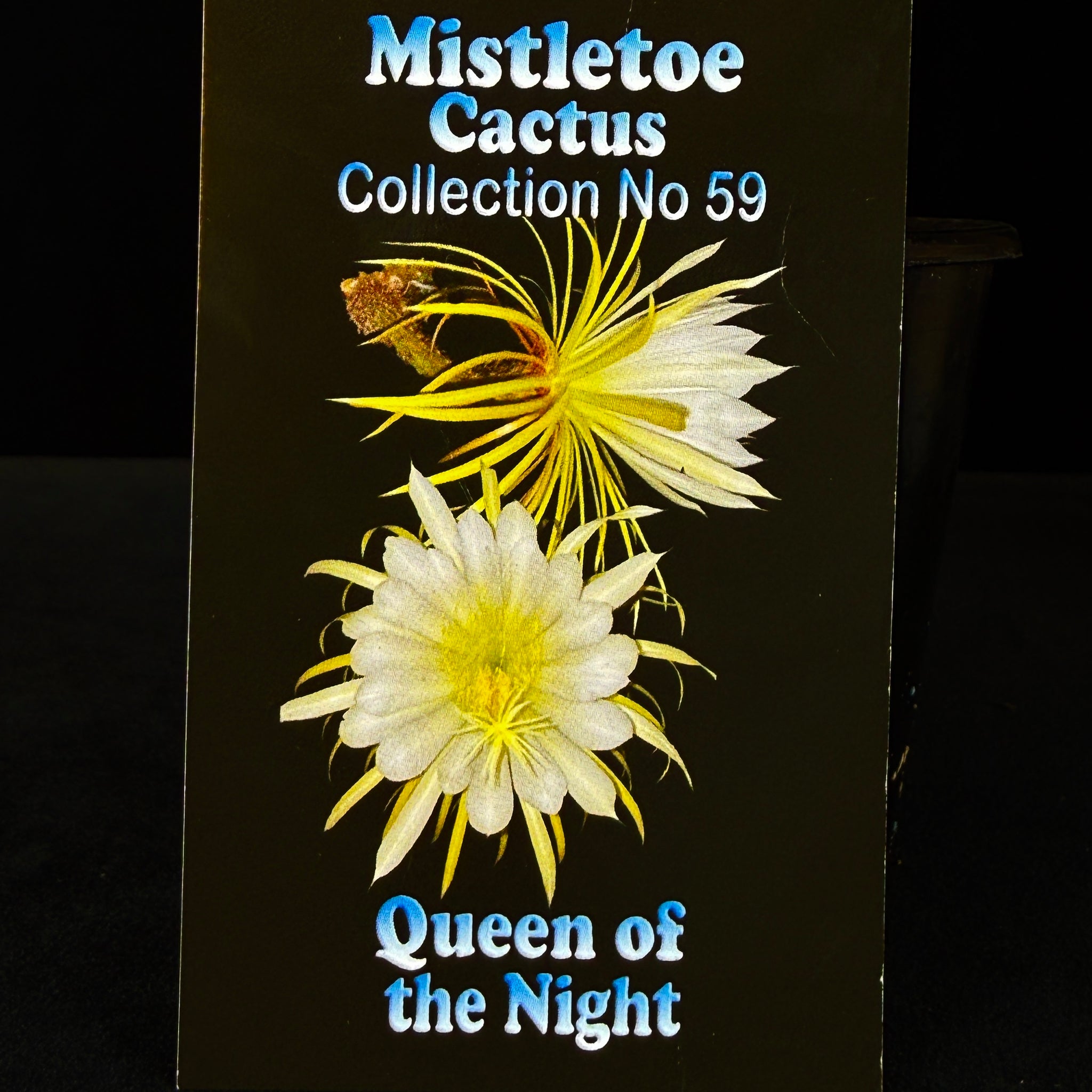 Selenicereus macdonaldiae 'Queen of the Night' (WA prohibited)