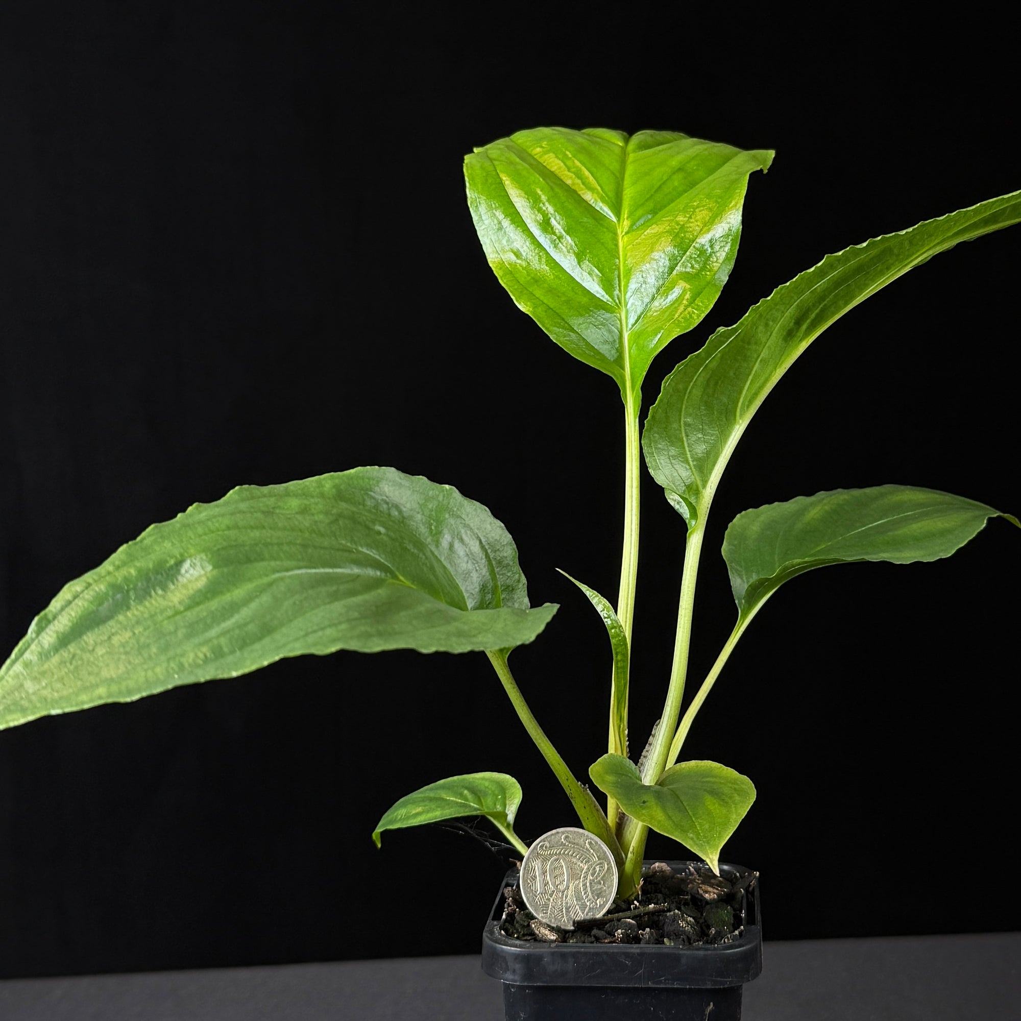 Tacca integrifolia 'The White Bat Flower'