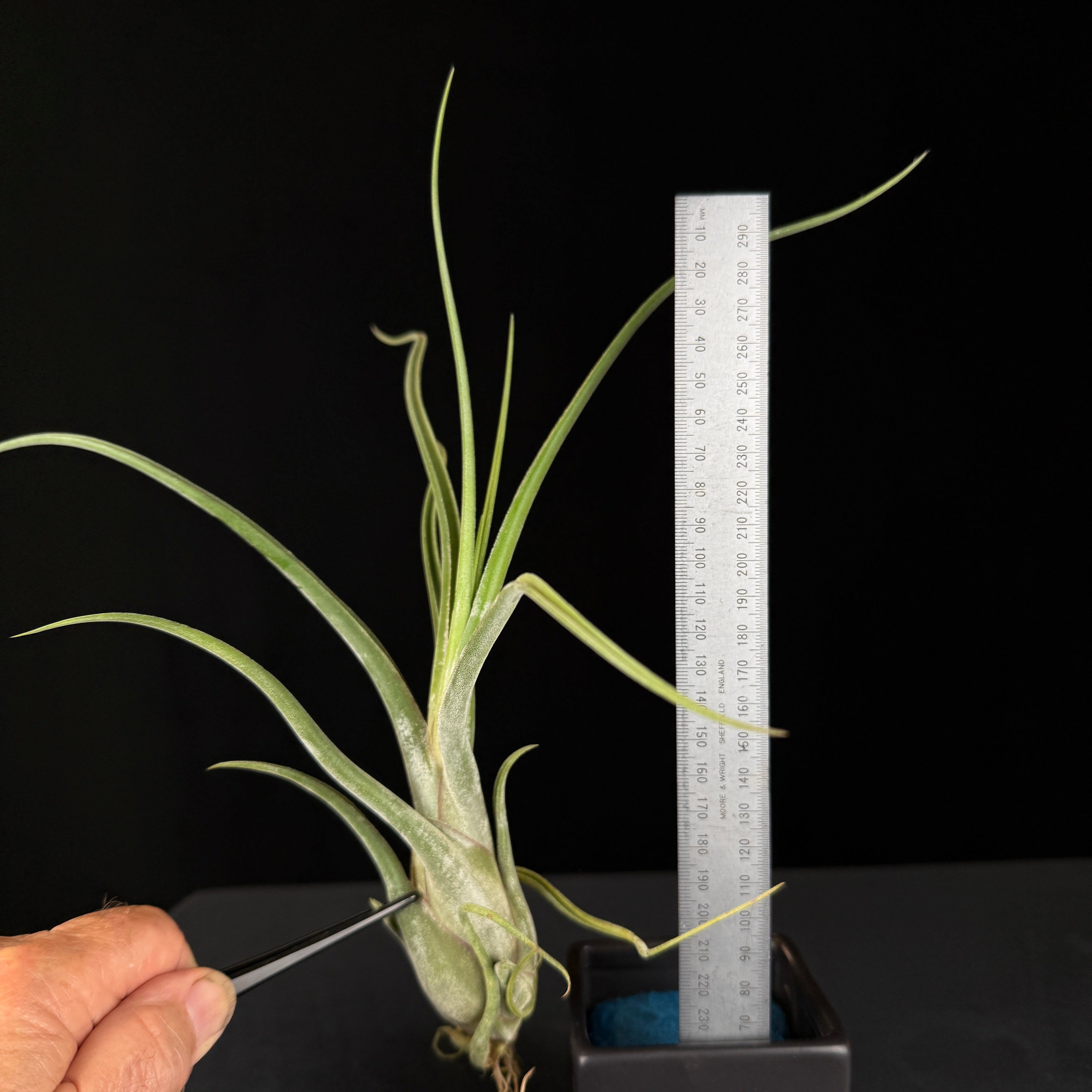 Tillandsia caput-medusae - The Medusa's Head Air Plant
