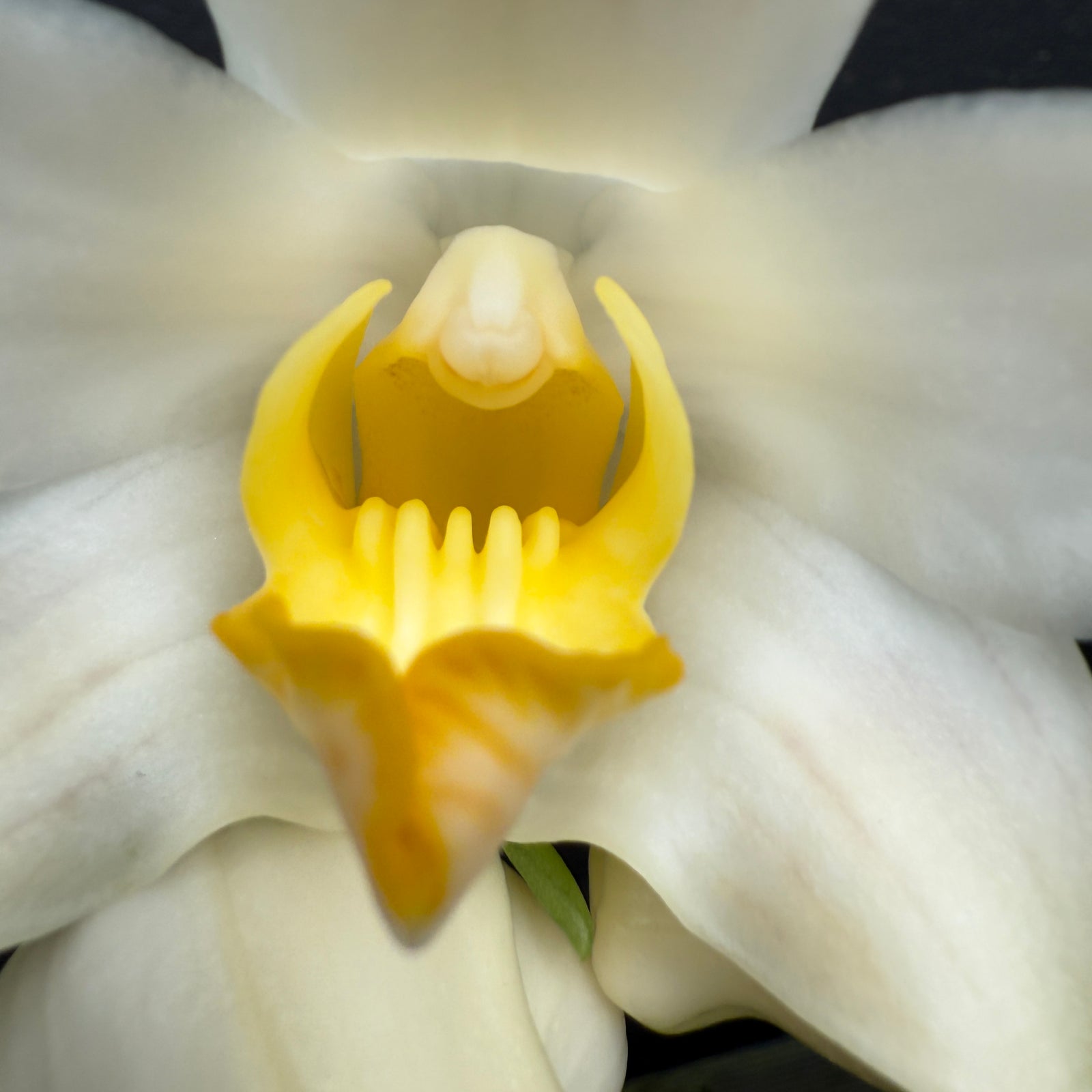 Chysis bractescens with arching pseudobulbs and creamy white flowers with yellow-orange lips.