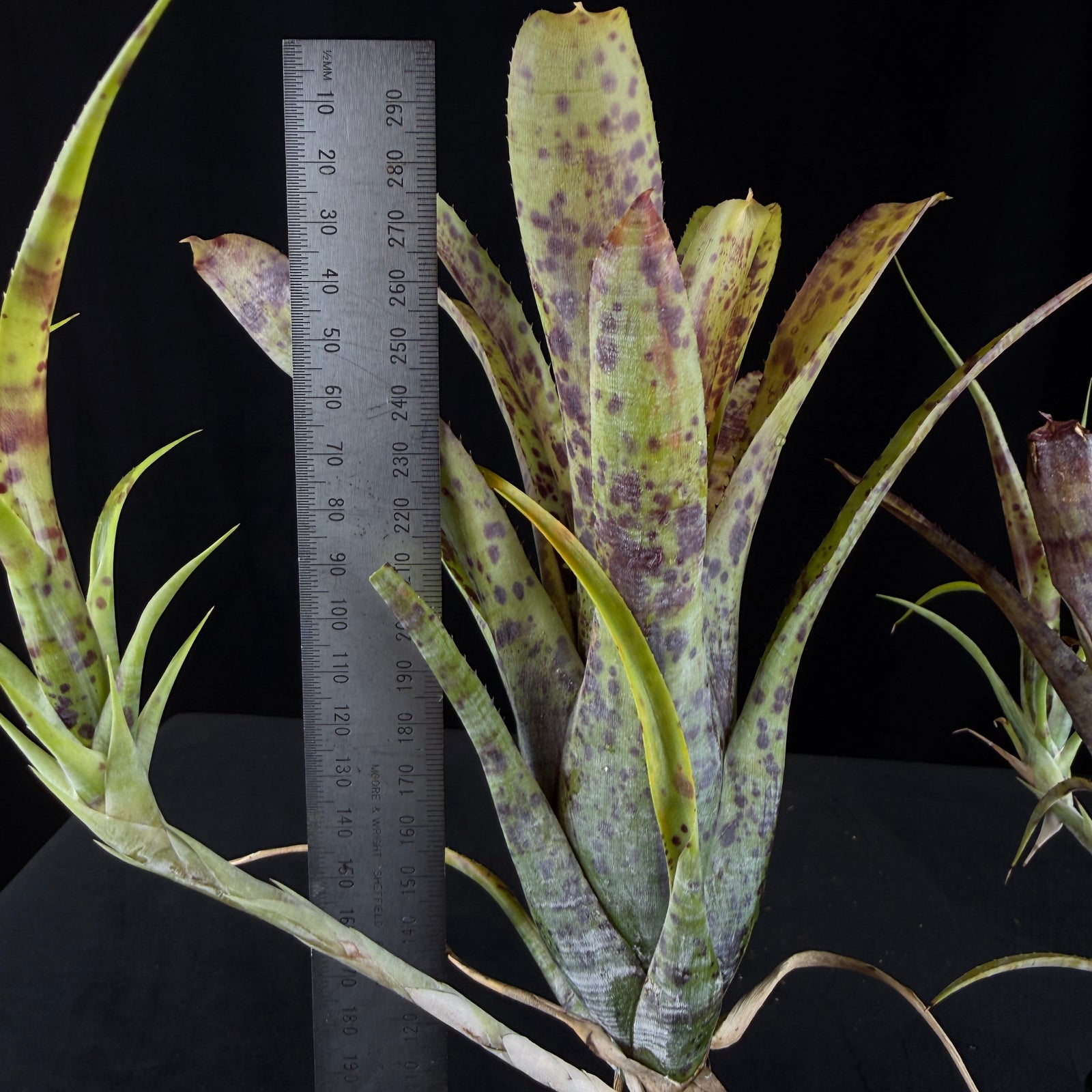 Neoregelia Tiny Tot pauciflora x 5 pups