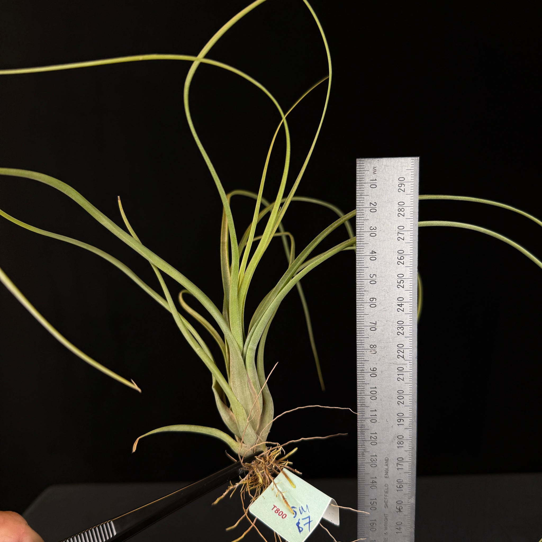 Tillandsia balbisiana