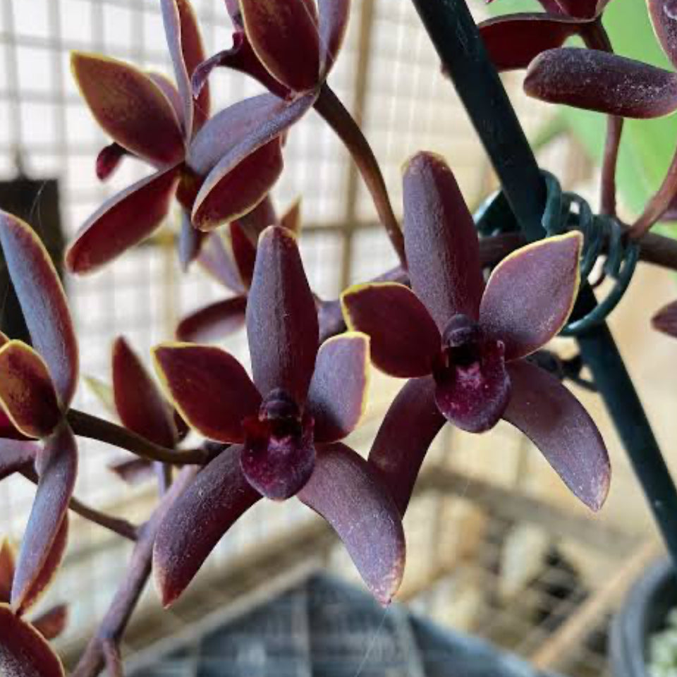 Cymbidium Pied Piper – Rare Primary Hybrid