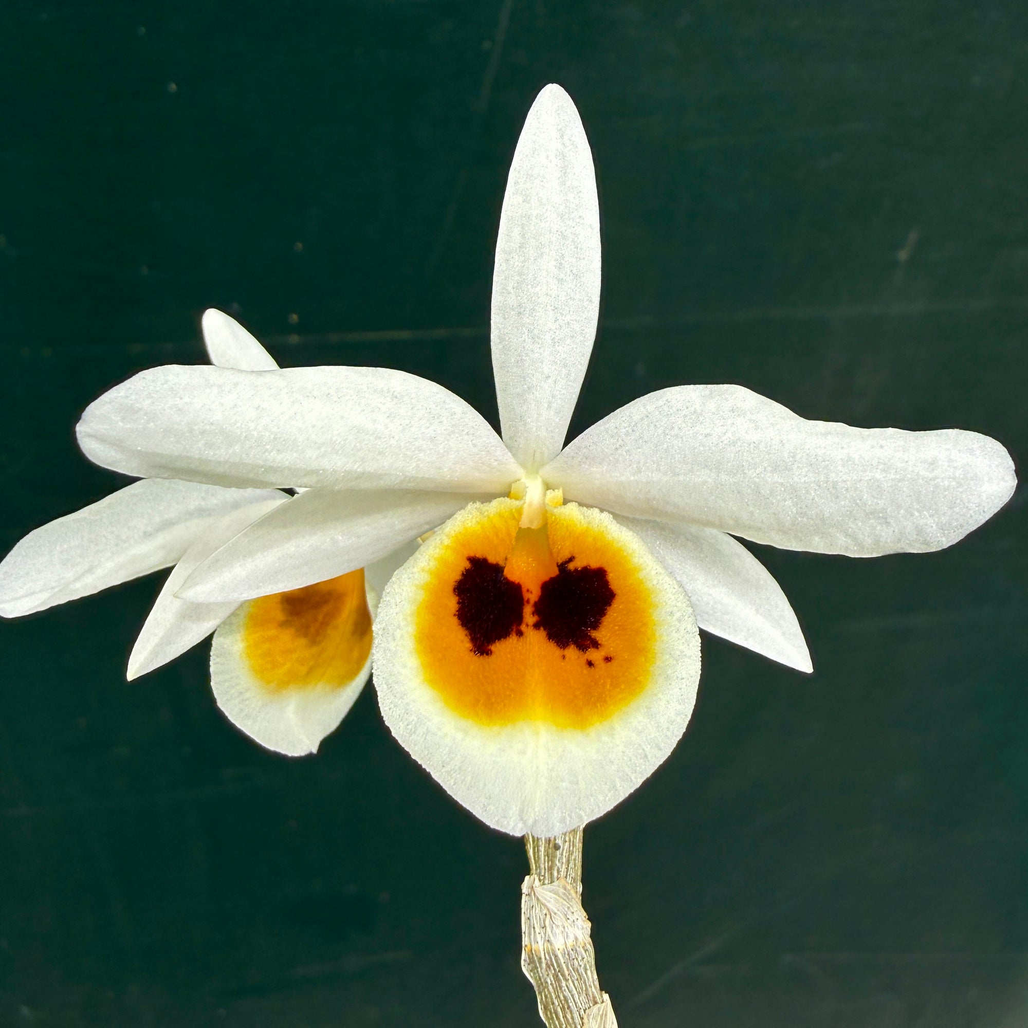 Dendrobium bensoniae
