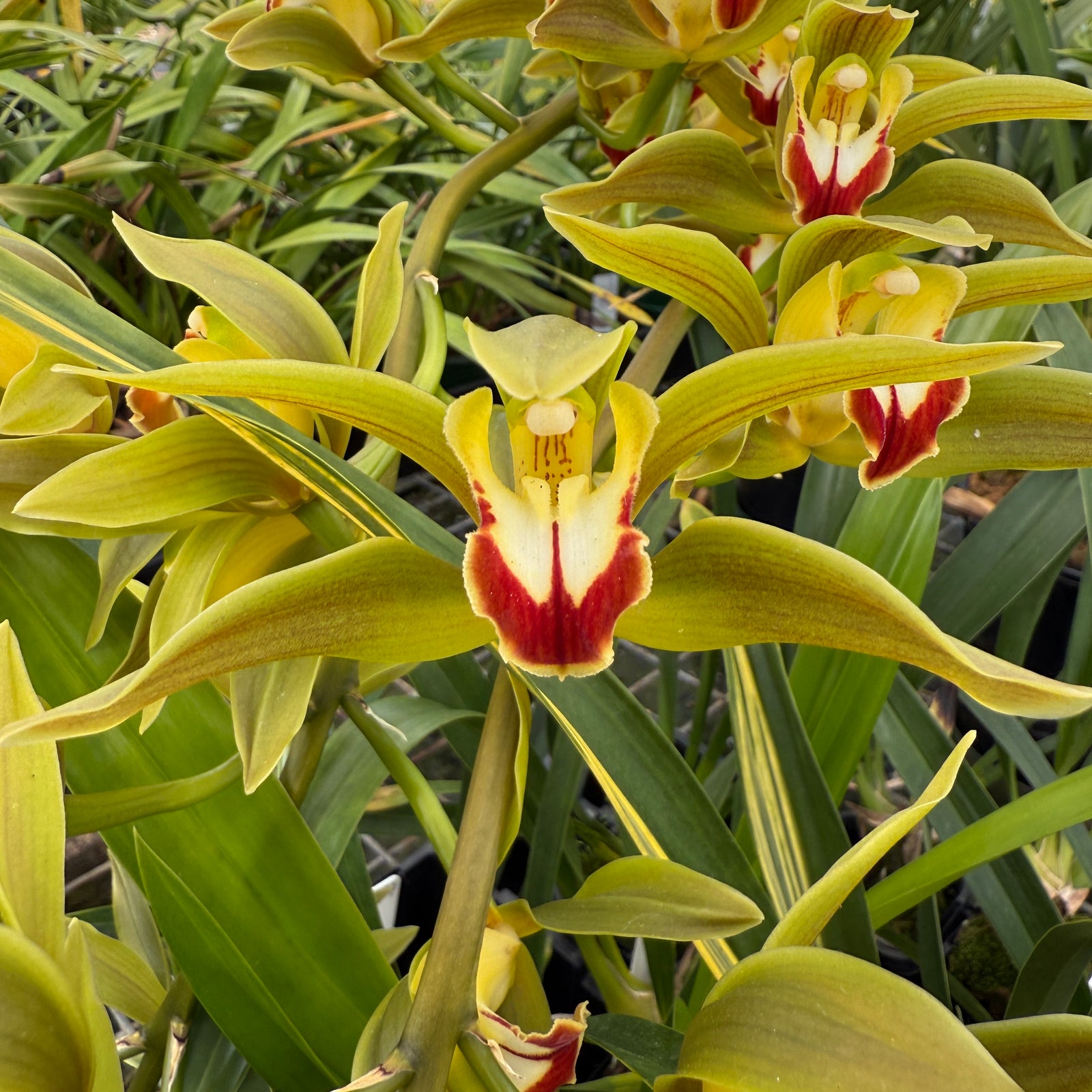 Cymbidium lowianum