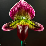 Paphiopedilum Yi Ying Morning Sun – One-Off Flowering Specimen (Showbench quality)