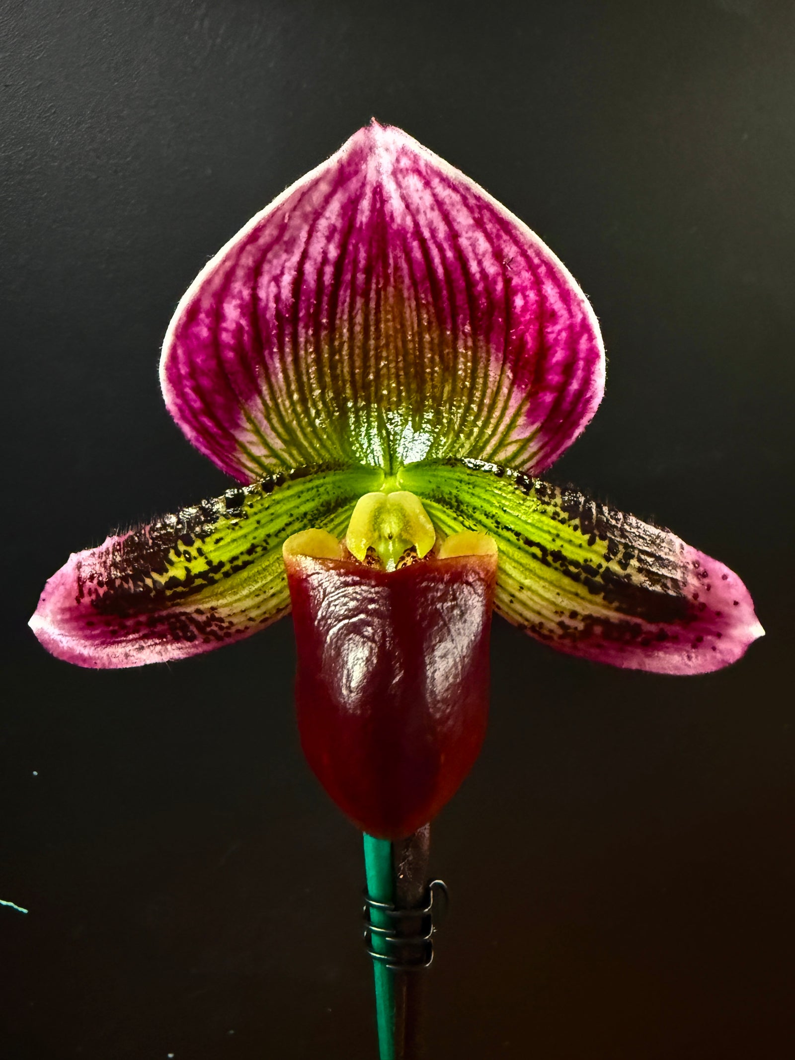 Paphiopedilum Yi Ying Morning Sun – One-Off Flowering Specimen (Showbench quality)