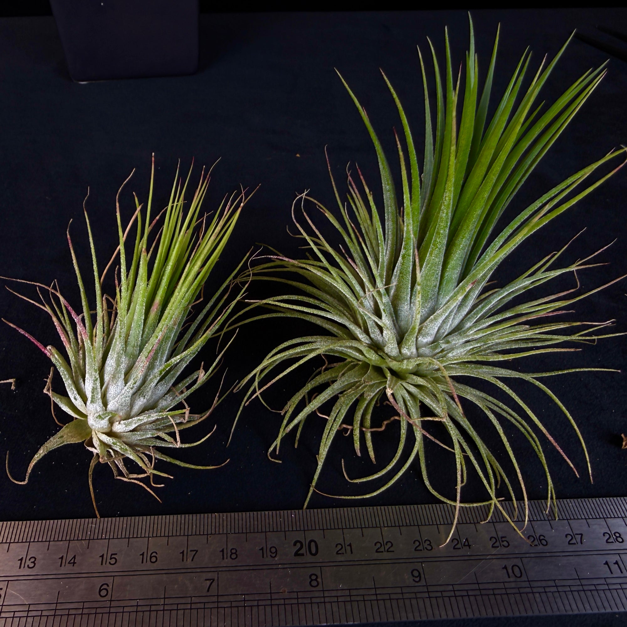 medusa head air plant Tillandsia caput-medusae
