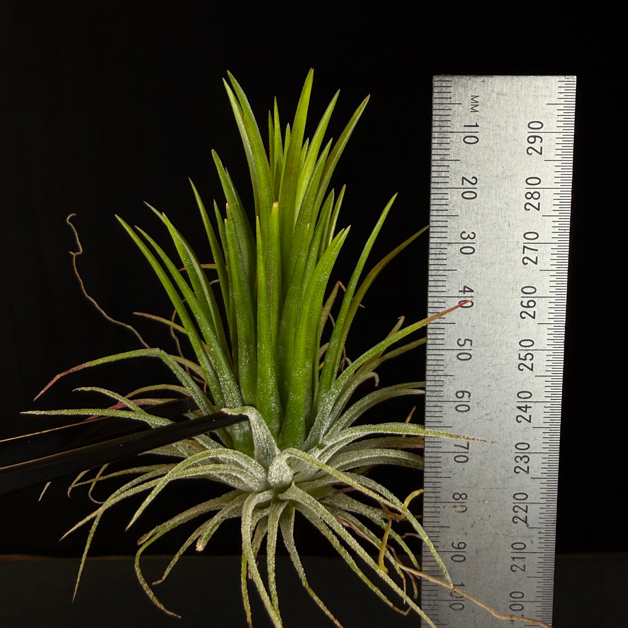 Tillandsia ionantha 'Fuego'