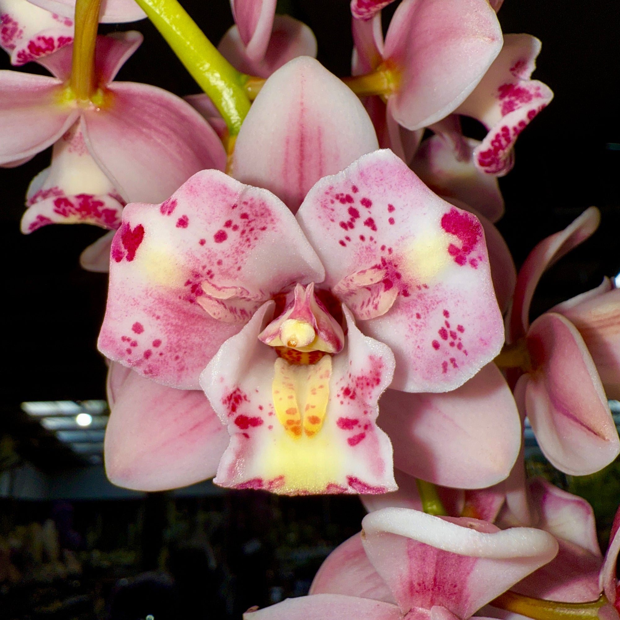 Cymbidium Little Sarah ‘Freak Scene’ 66mm back bulb propagated