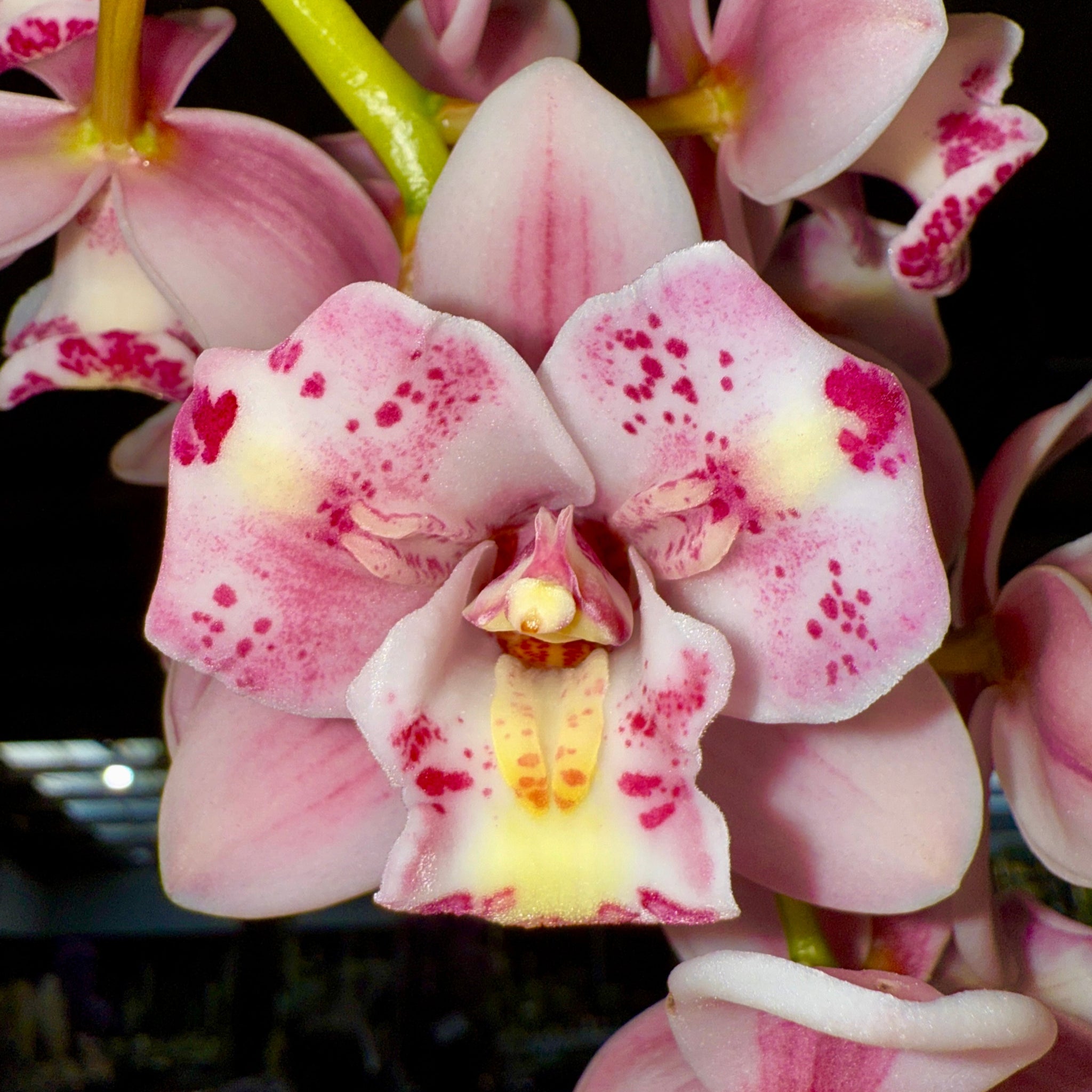 Cymbidium Little Sarah ‘Freak Scene’