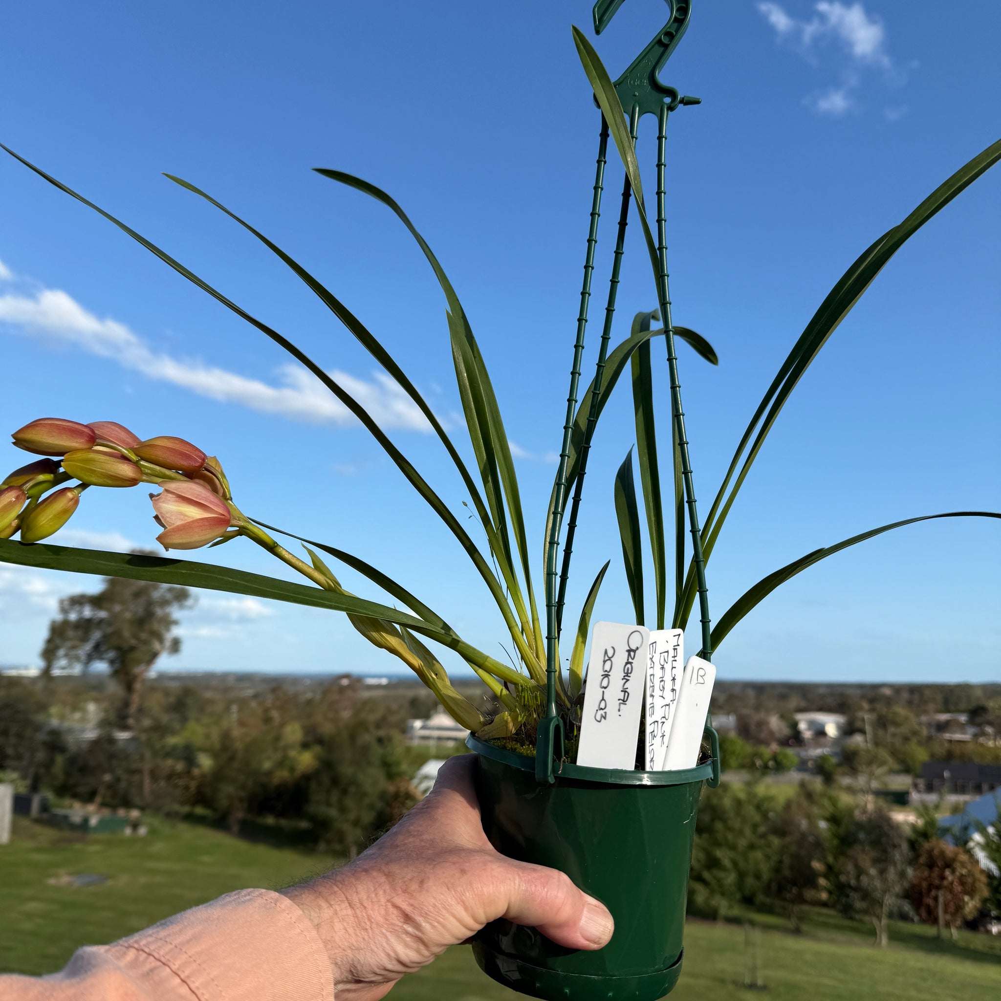 Cymbidium Maluka 'Baby Pink' Peloric