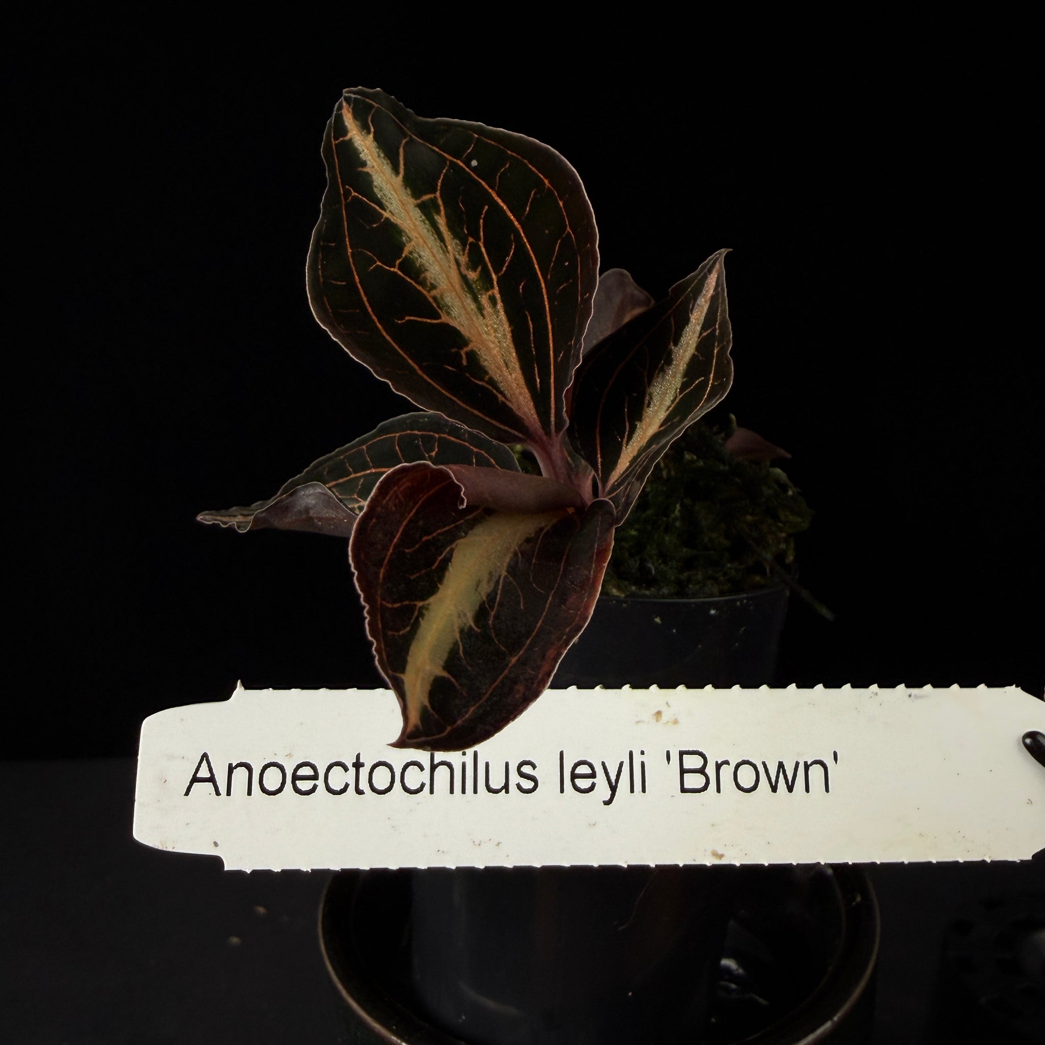 Anoectochilus lylei 'Brown'