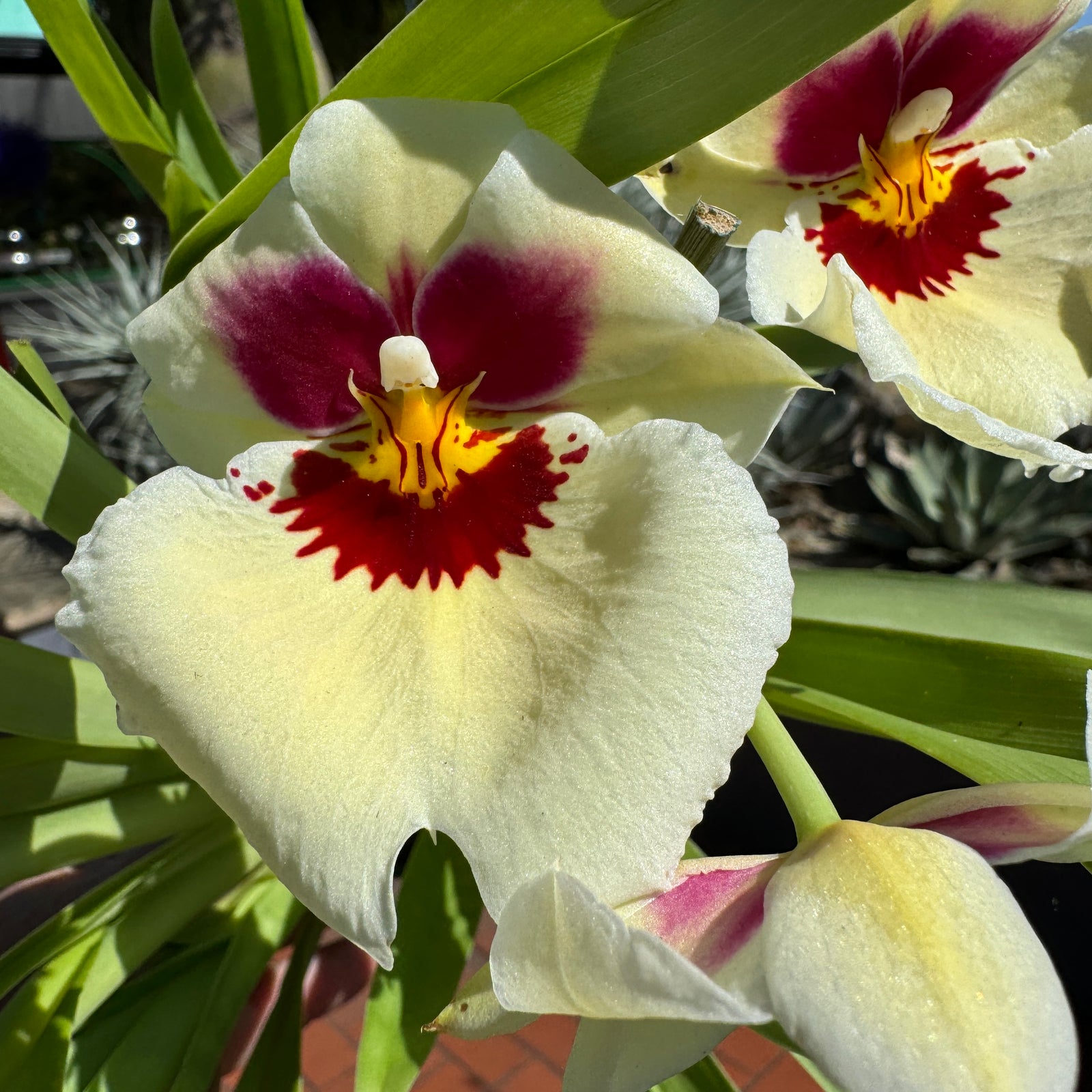 Miltoniopsis Zorro Yellow 100