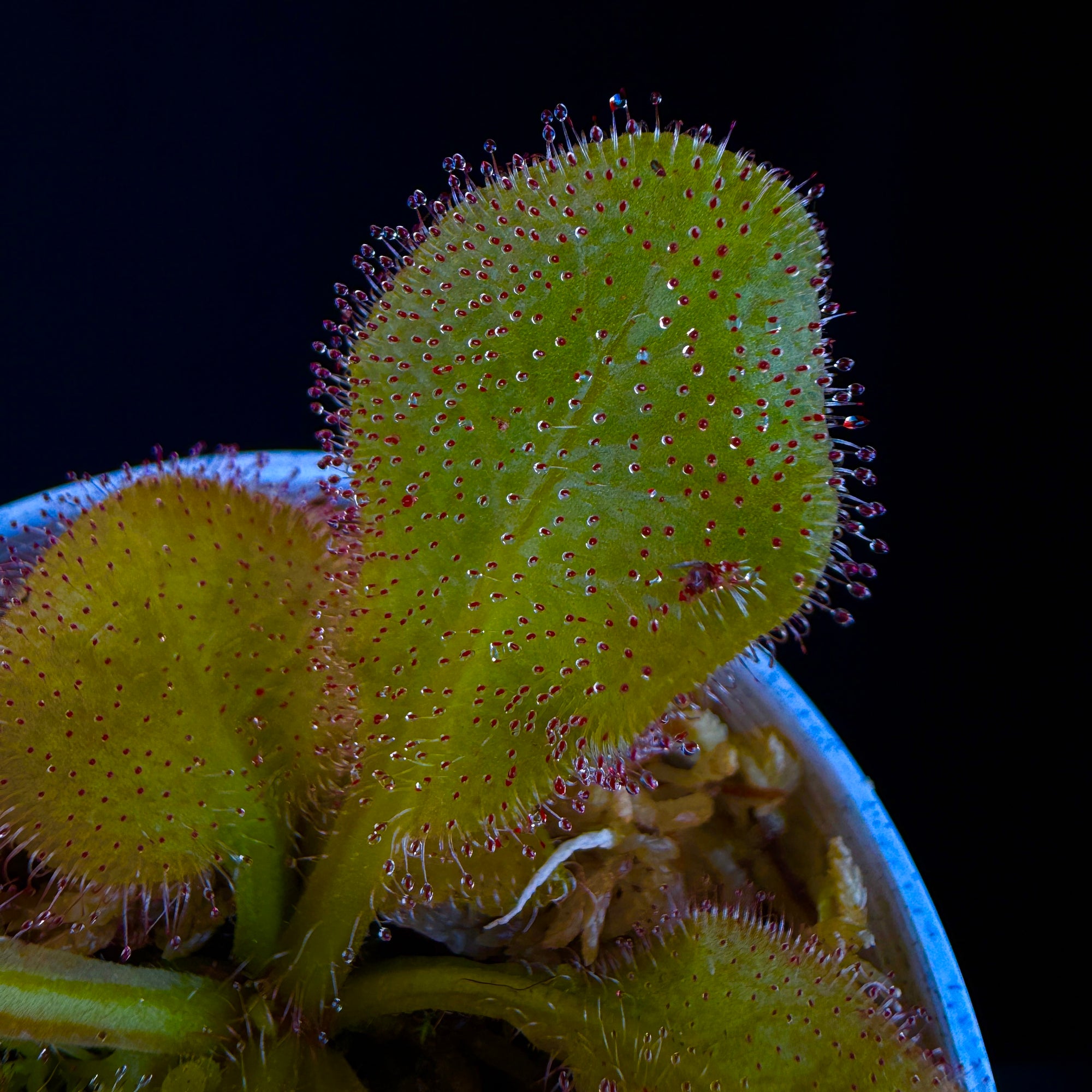 Drosera Andromeda