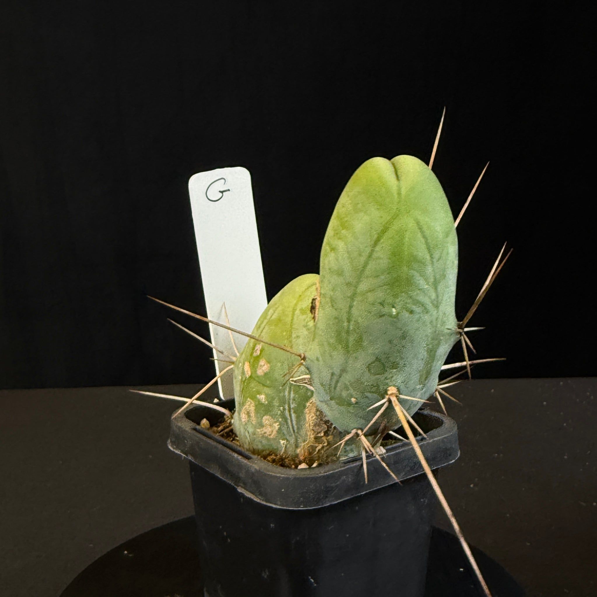 Trichocereus bridgesii f. monstrosa (Syn. Echinopsis lageniformis)