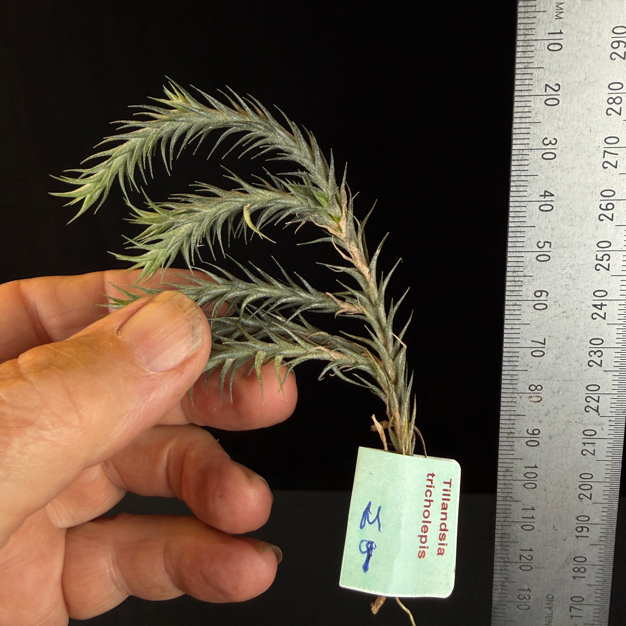 Tillandsia tricholepis