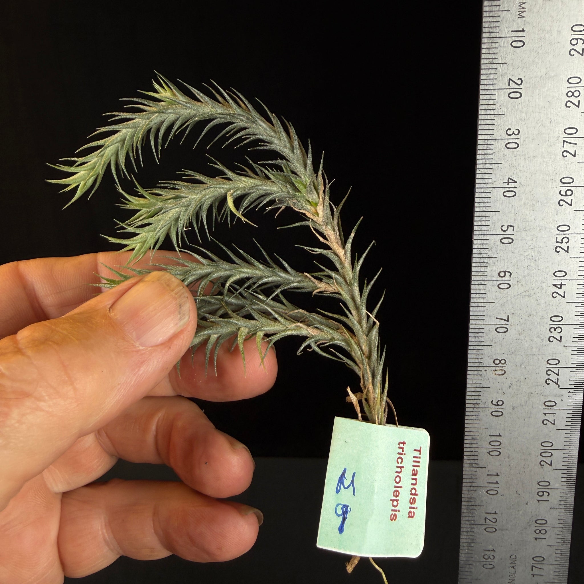 Tillandsia tricholepis