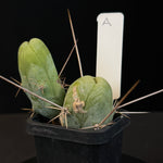 Trichocereus bridgesii f. monstrosa (Syn. Echinopsis lageniformis)