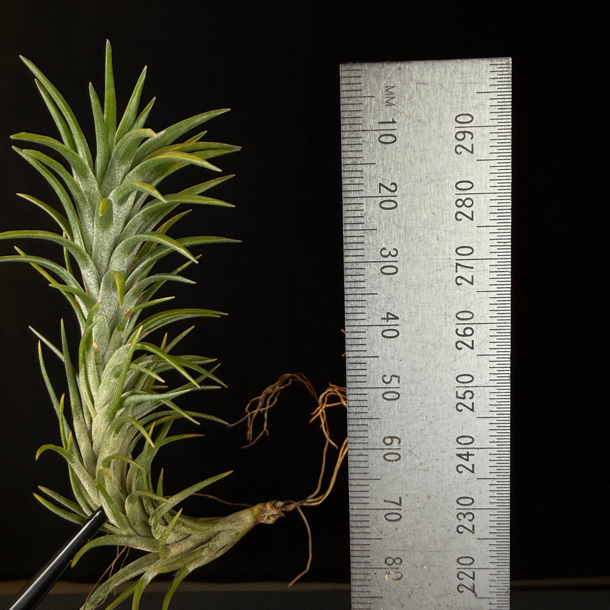 Tillandsia araujei
