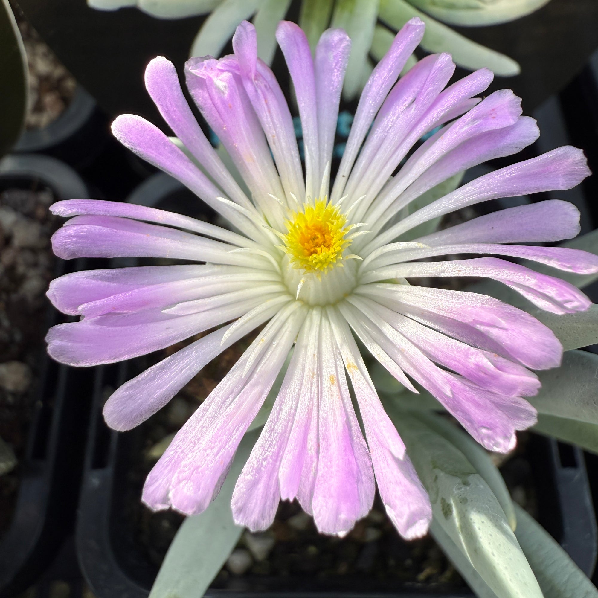 Ebracteola fulleri. Living stone plant