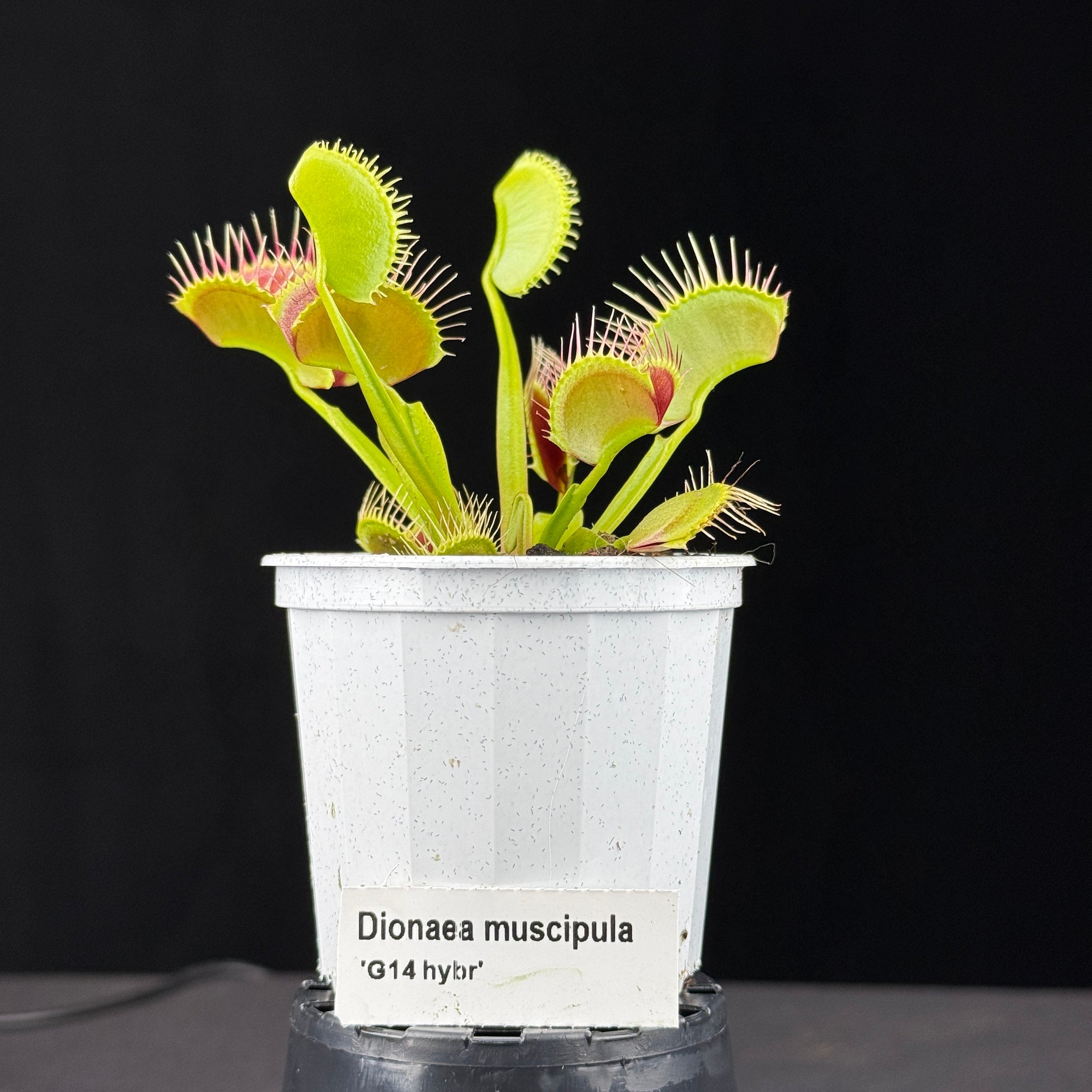 Dionaea muscipula ‘G14'
- Venus Fly Trap