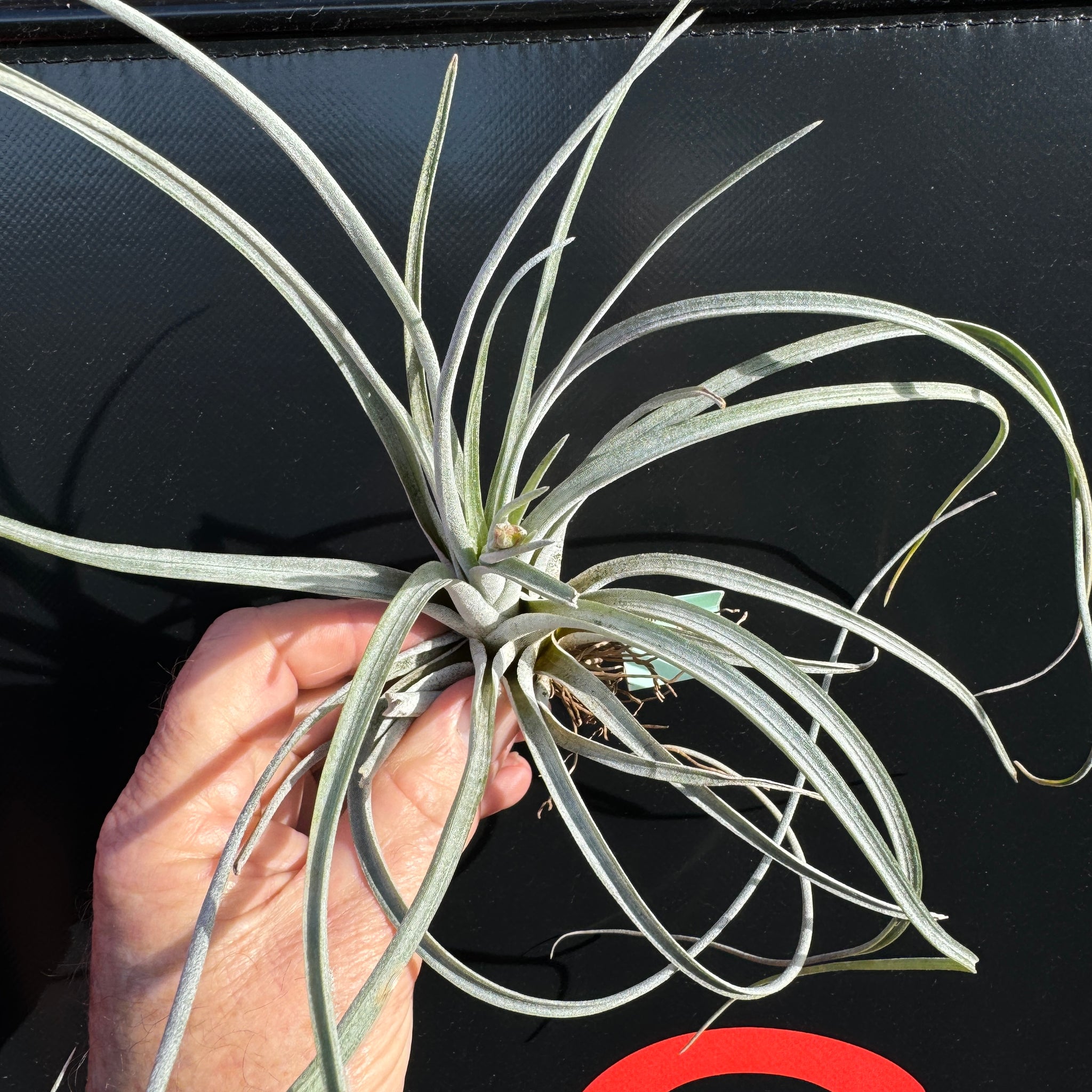 Tillandsia aff. utriculata