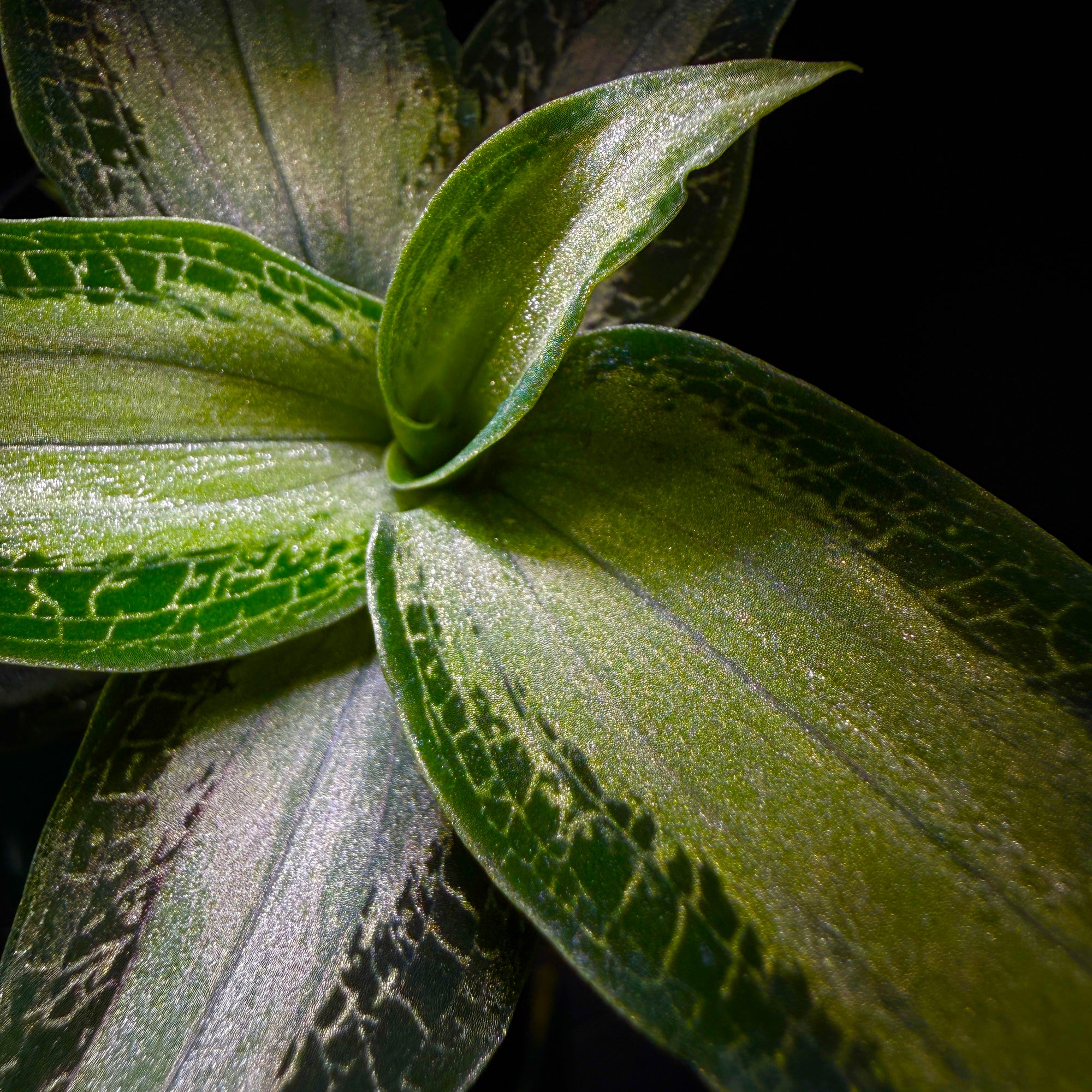 Microchilus argenteus (syn. Aspidogyne argentea) (WA Prohibited)