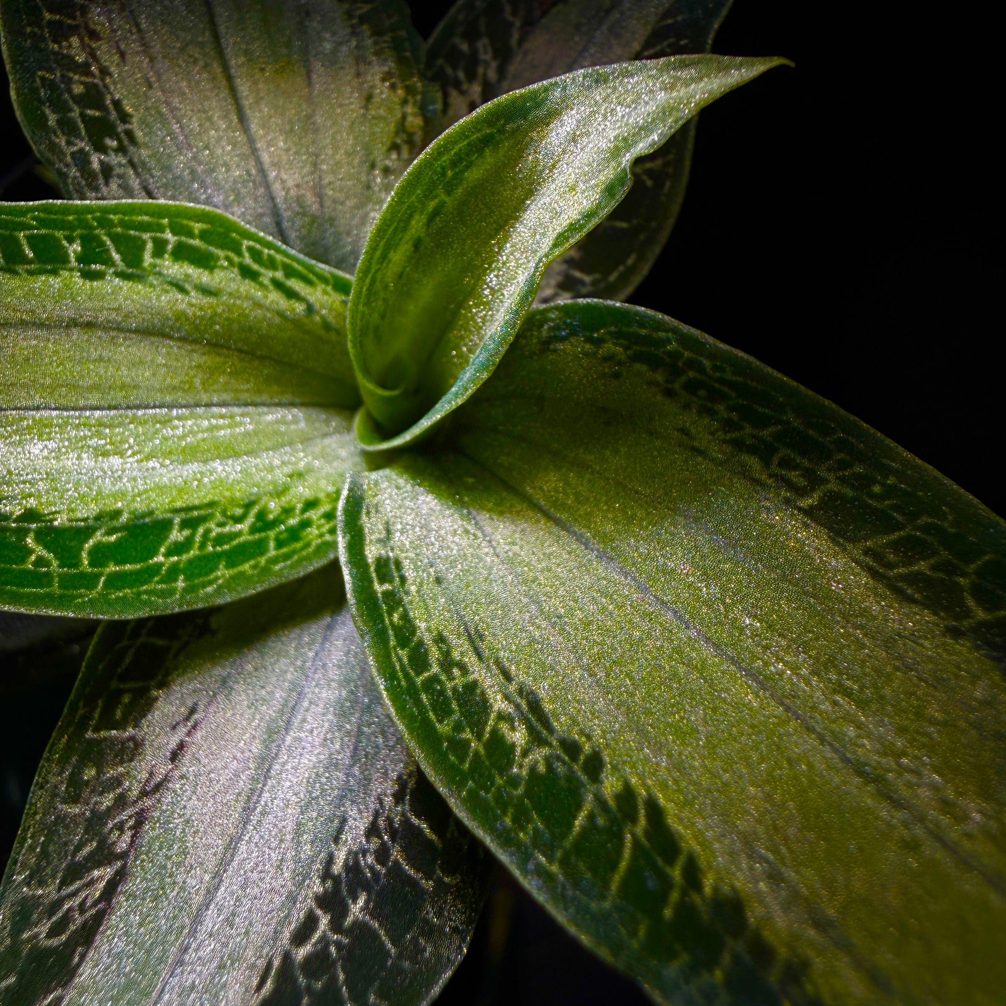 Microchilus argenteus (syn. Aspidogyne argentea) (WA Prohibited)