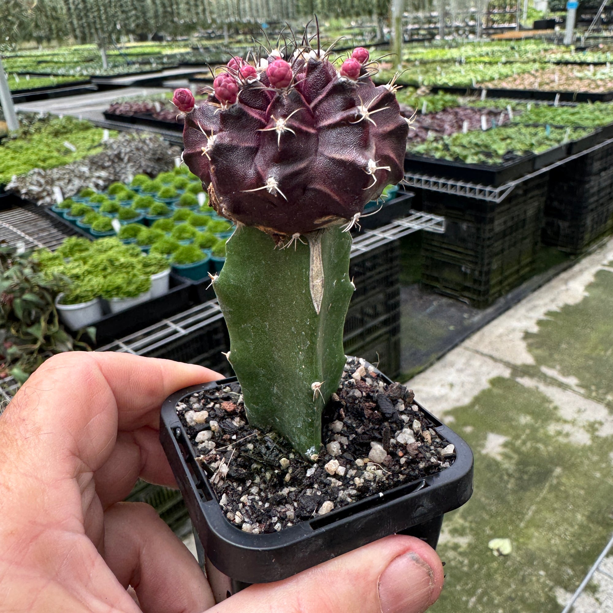 Grafted cactus Rarest Black