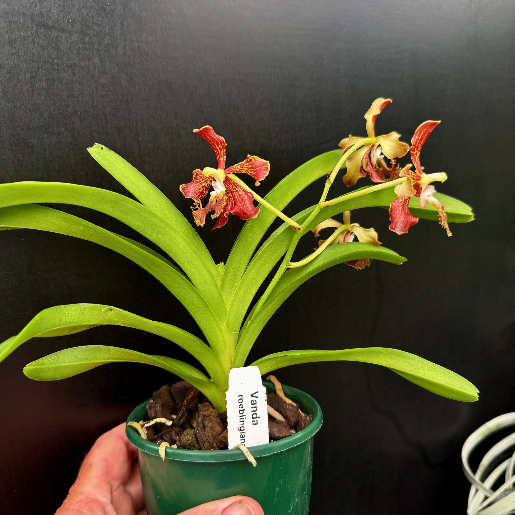 Vanda roeblingiana
