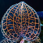 Anoectochilus hybrid 'Rose Gold'