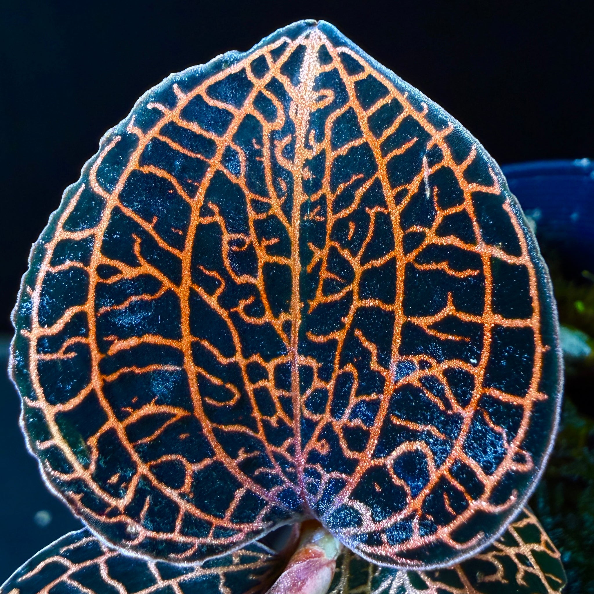 Anoectochilus hybrid 'Rose Gold'