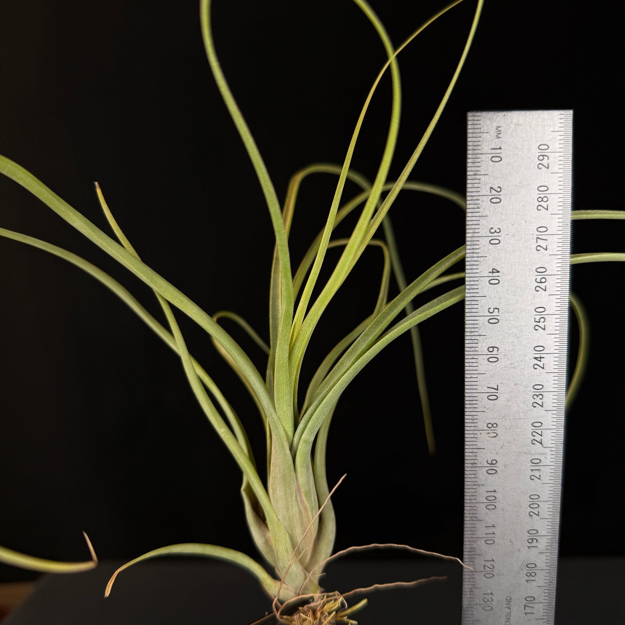 Tillandsia balbisiana