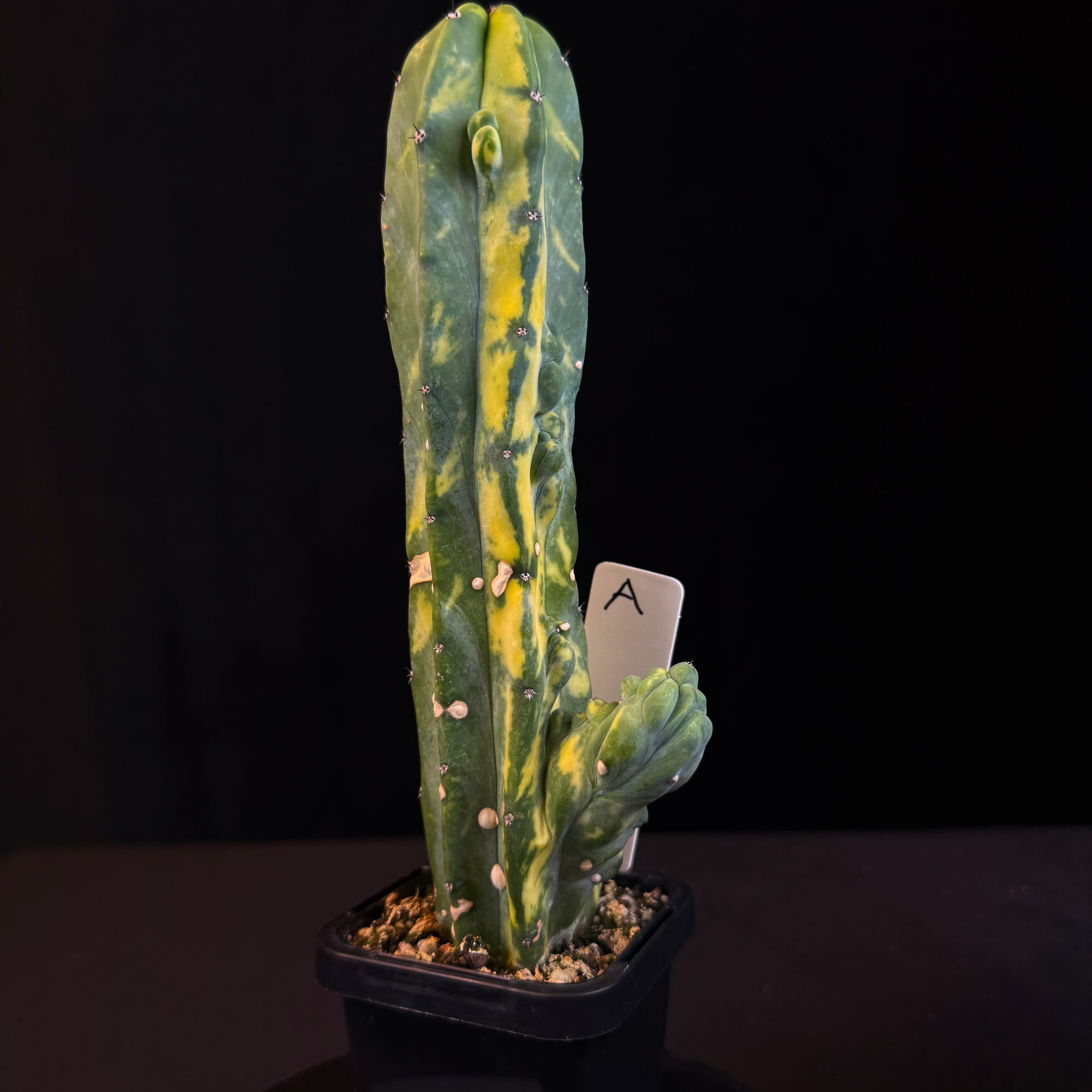 Myrtillocactus geometrizans cristata variegata