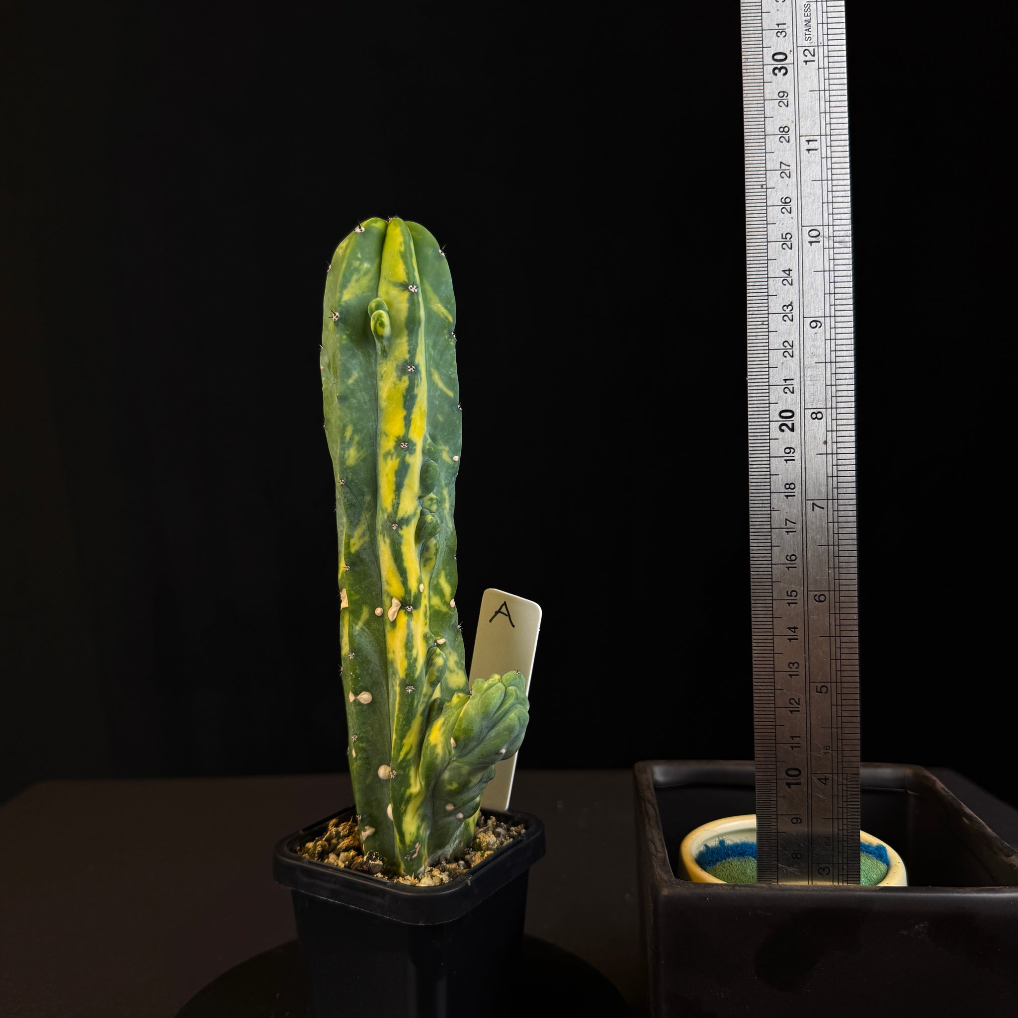 Myrtillocactus geometrizans cristata variegata