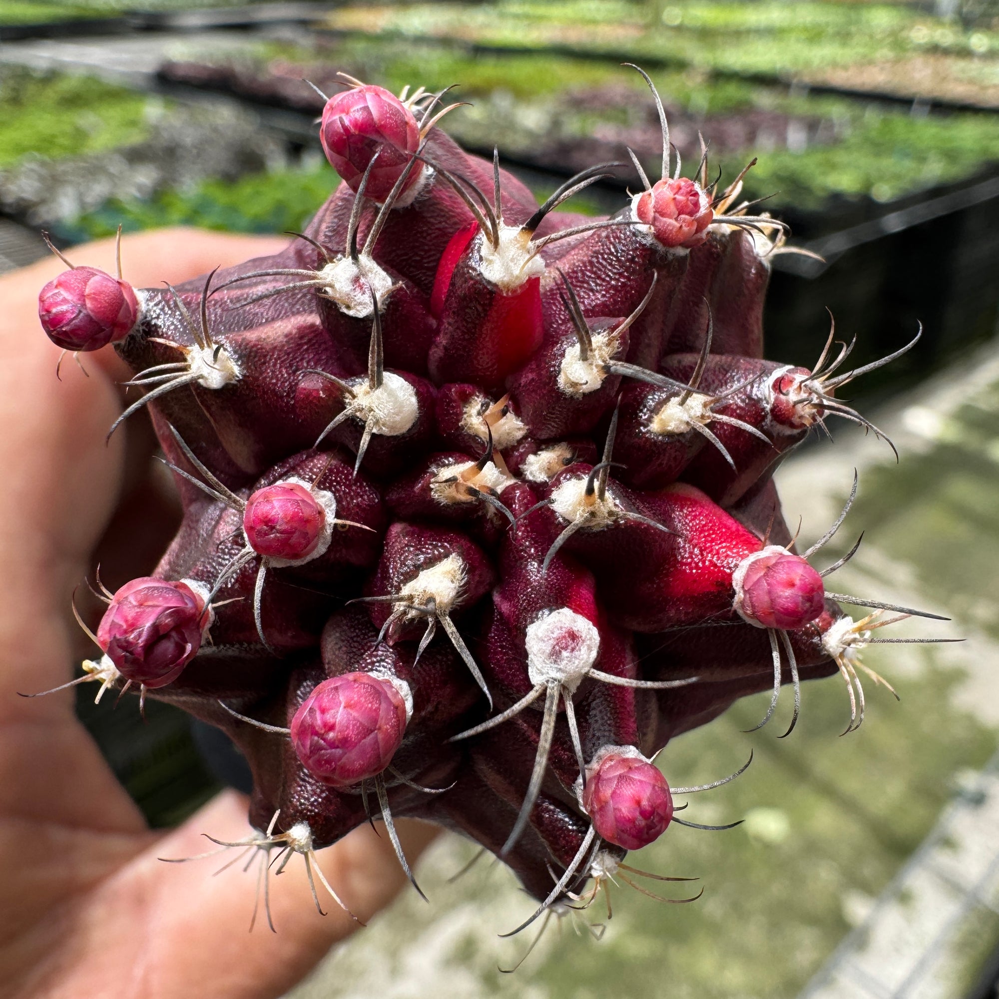 Grafted cactus Rarest Black