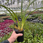 Cymbidium (Dag x Sleeping giant) 'Touch of Class '