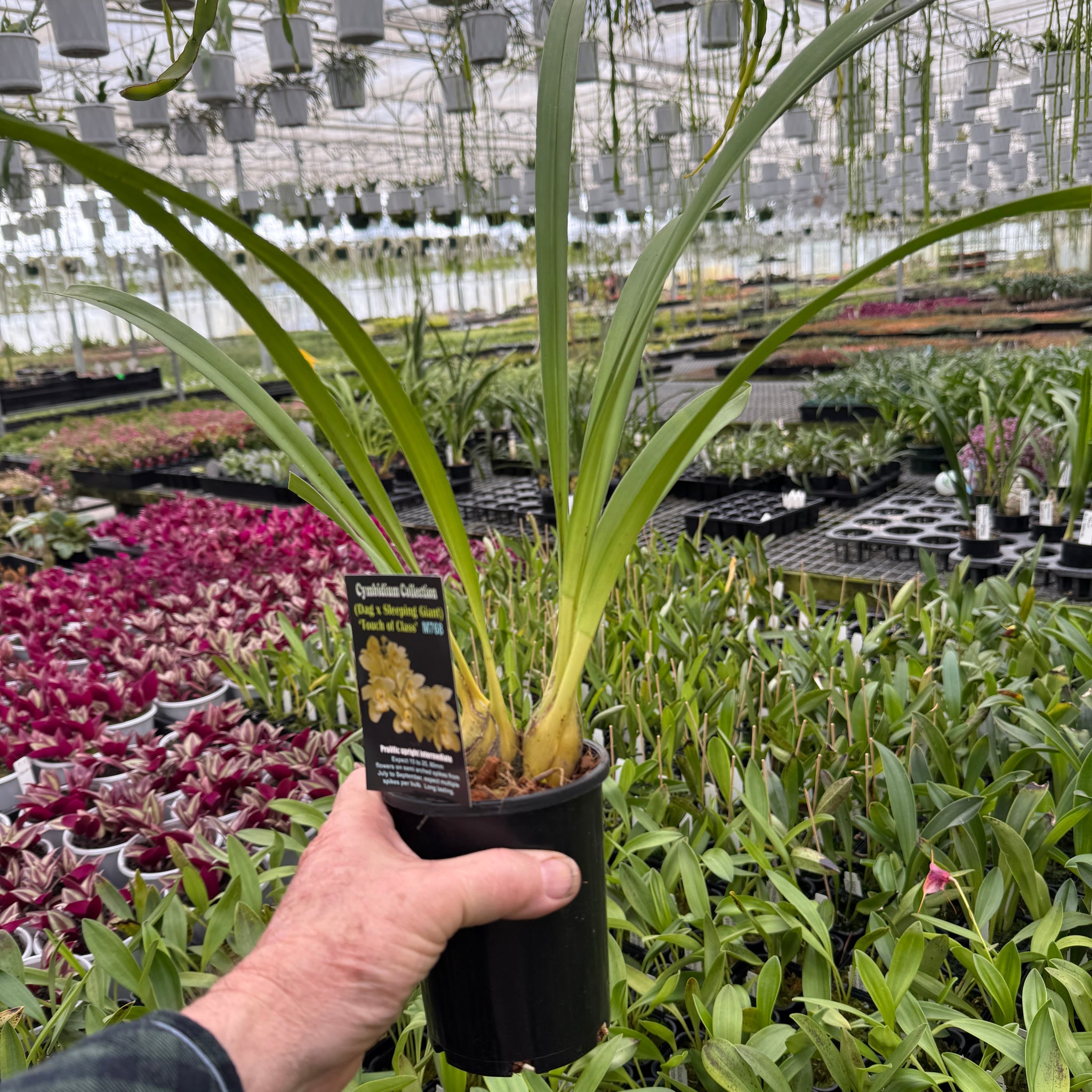 Cymbidium (Dag x Sleeping giant) 'Touch of Class '