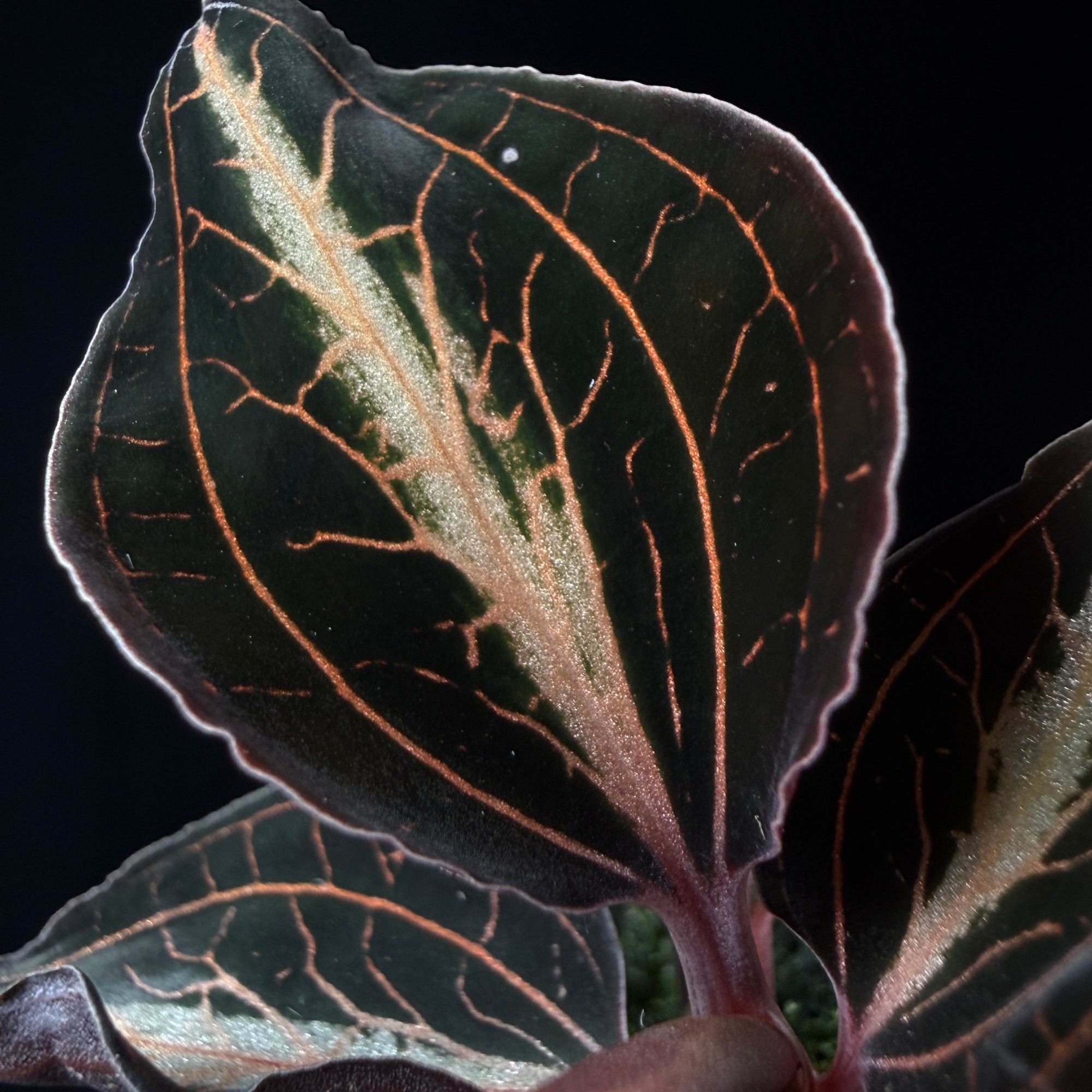 Anoectochilus lylei 'Brown'