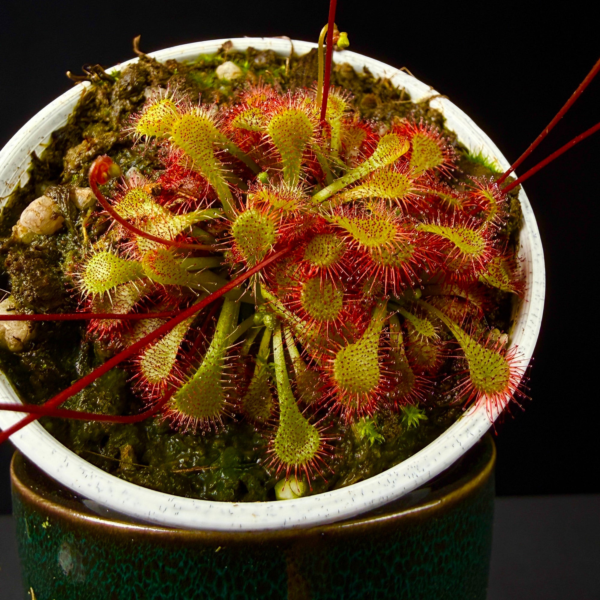 Drosera spatulata ‘Rouge’